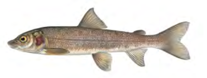 Mountain Whitefish / Image by Joseph Tomelleri