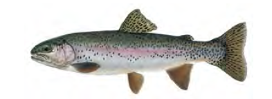 Rainbow trout / Image by Joseph Tomelleri