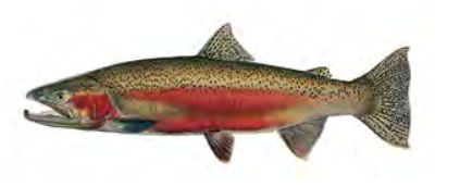 Steelhead trout / Image by Joseph Tomelleri