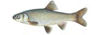 Utah Chub / Image by Joseph Tomelleri