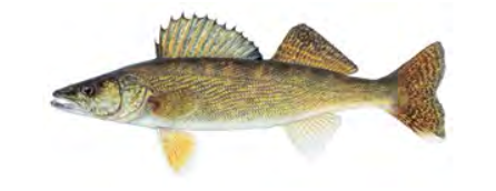 Walleye / Image by Joseph Tomelleri