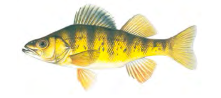 Yellow Perch / Image by Joseph Tomelleri