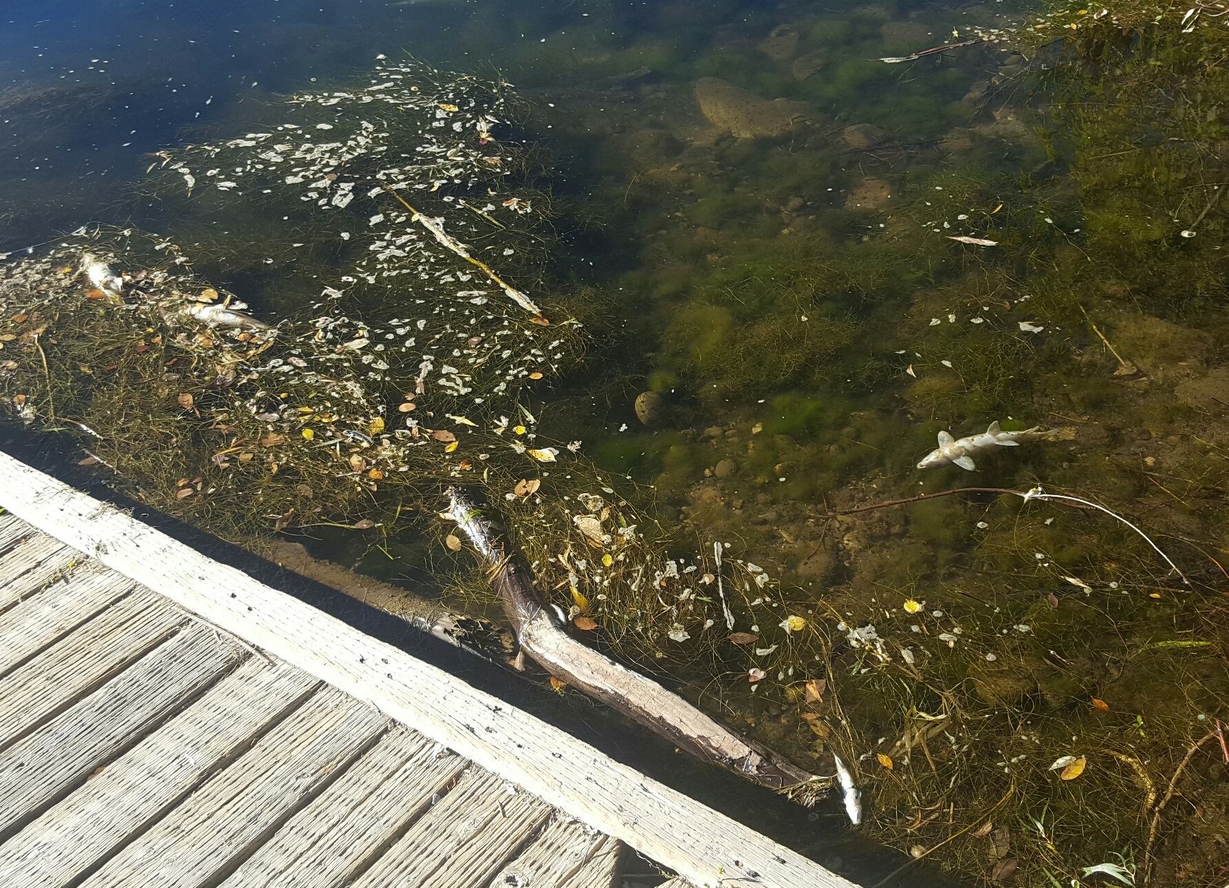 fish kill, South Fork Snake, Sept 10, 2016