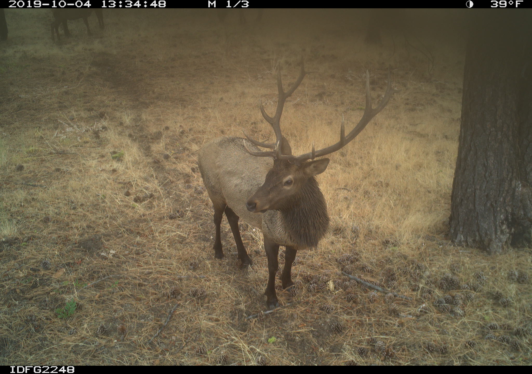 Game cameras capture images of wildlife found across the Magic Valley
