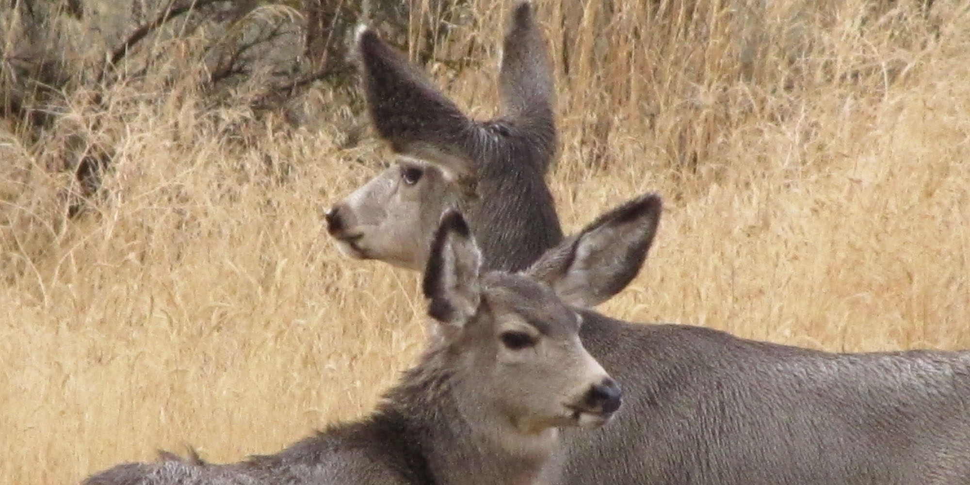 Deer on Georgetown Summit WMA
