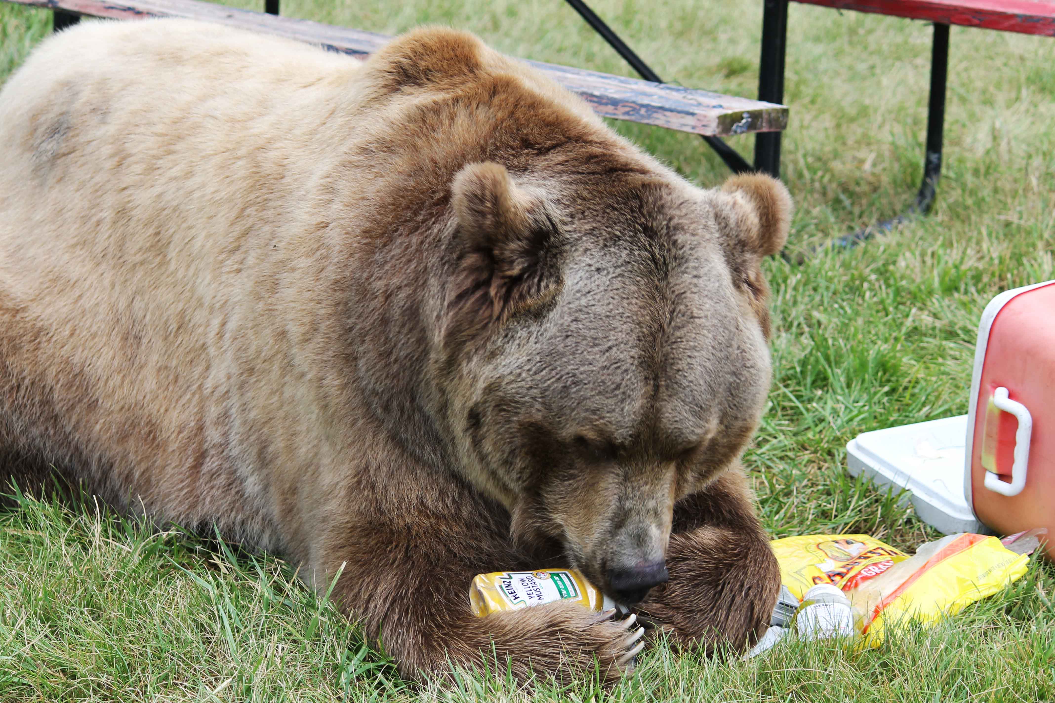 Grizzly in camp