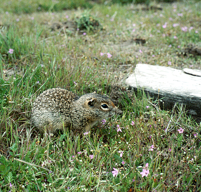 ground squirrel in grass February 2009