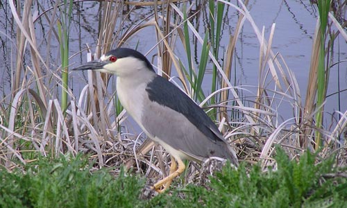 black crowned night heron small photo