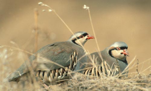 Chukars in dry grass