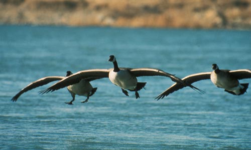 three Canada geese landing on water small photo