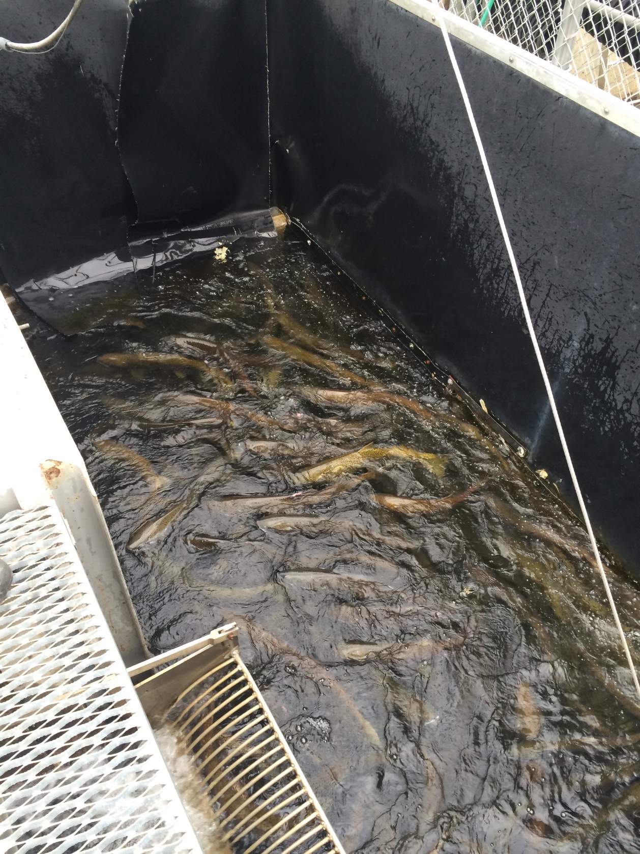 Low flows, high temperatures prompt managers to truck sockeye and alter  other hatchery operations