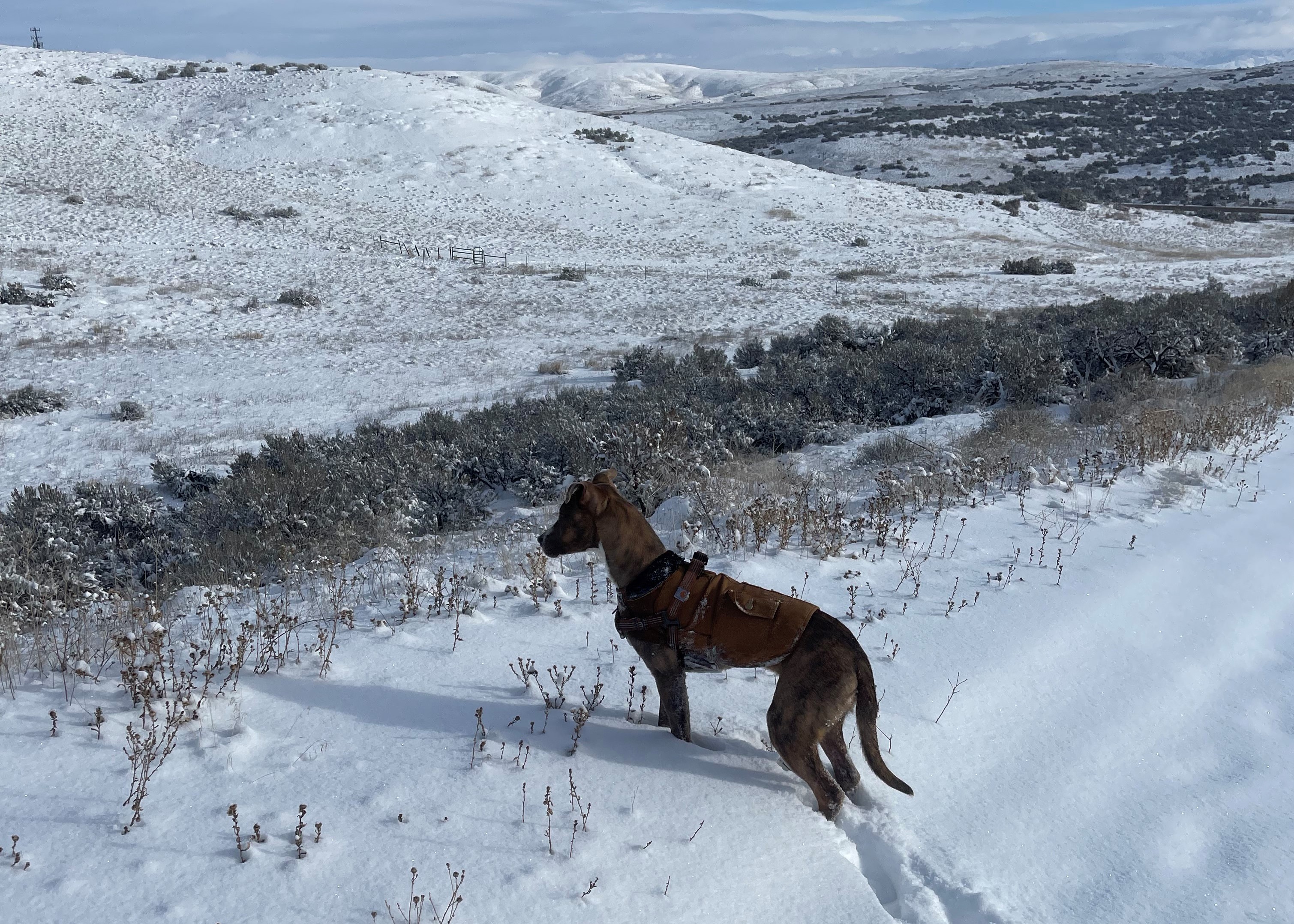 mule deer  on winter range