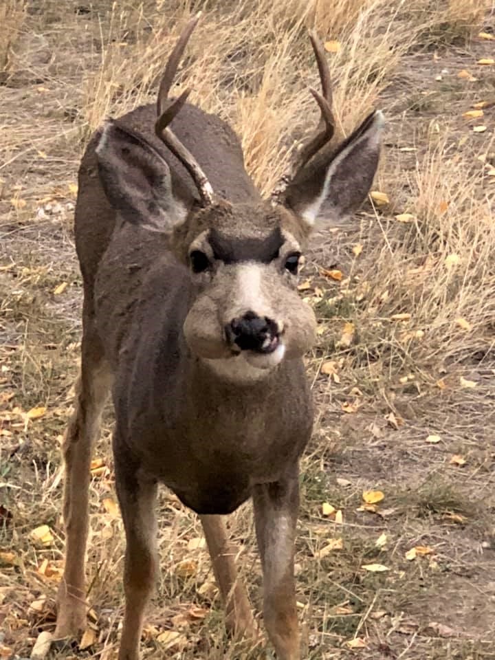 Deer with food Impaction in cheeks