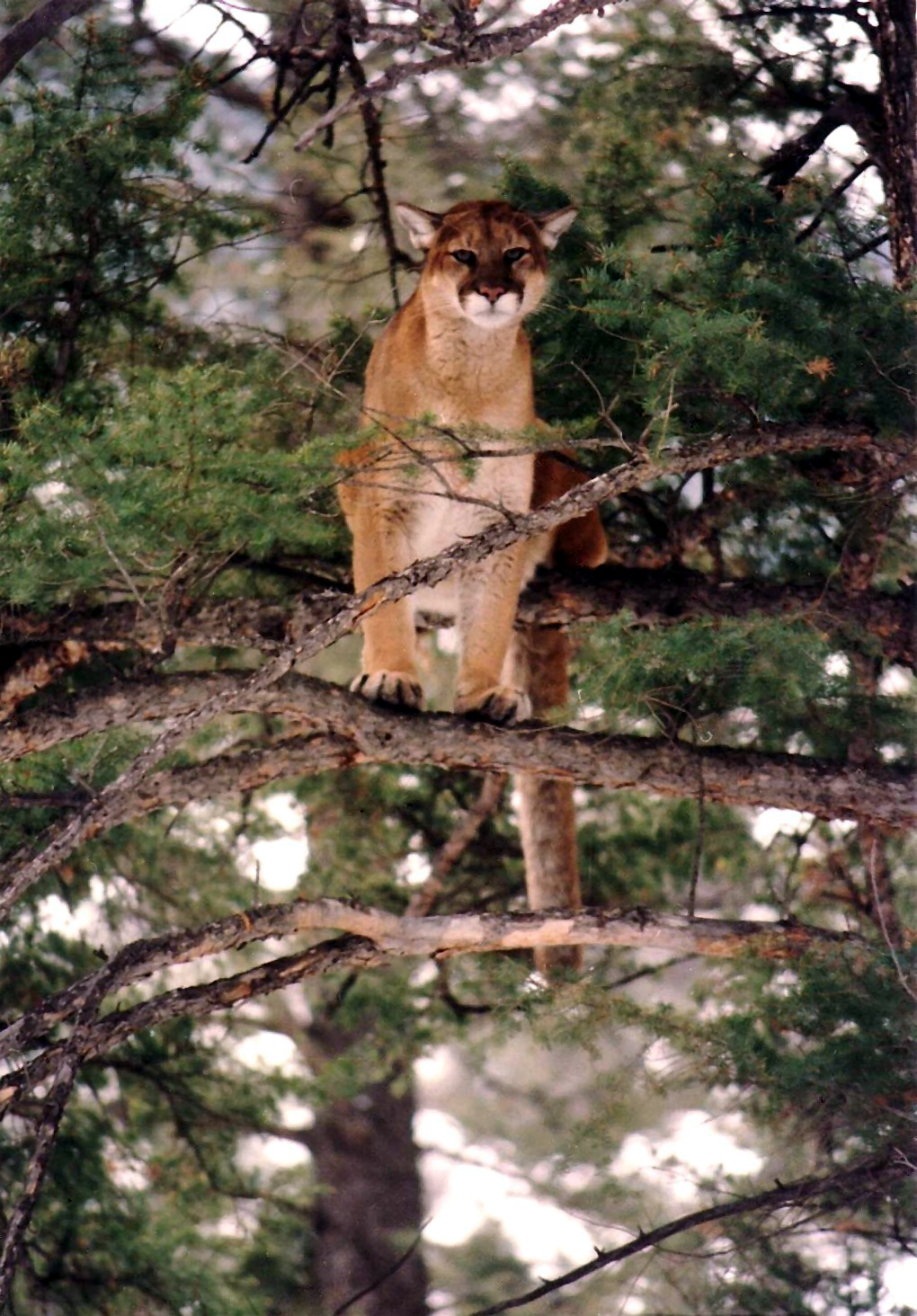 Mountain Lion in tree