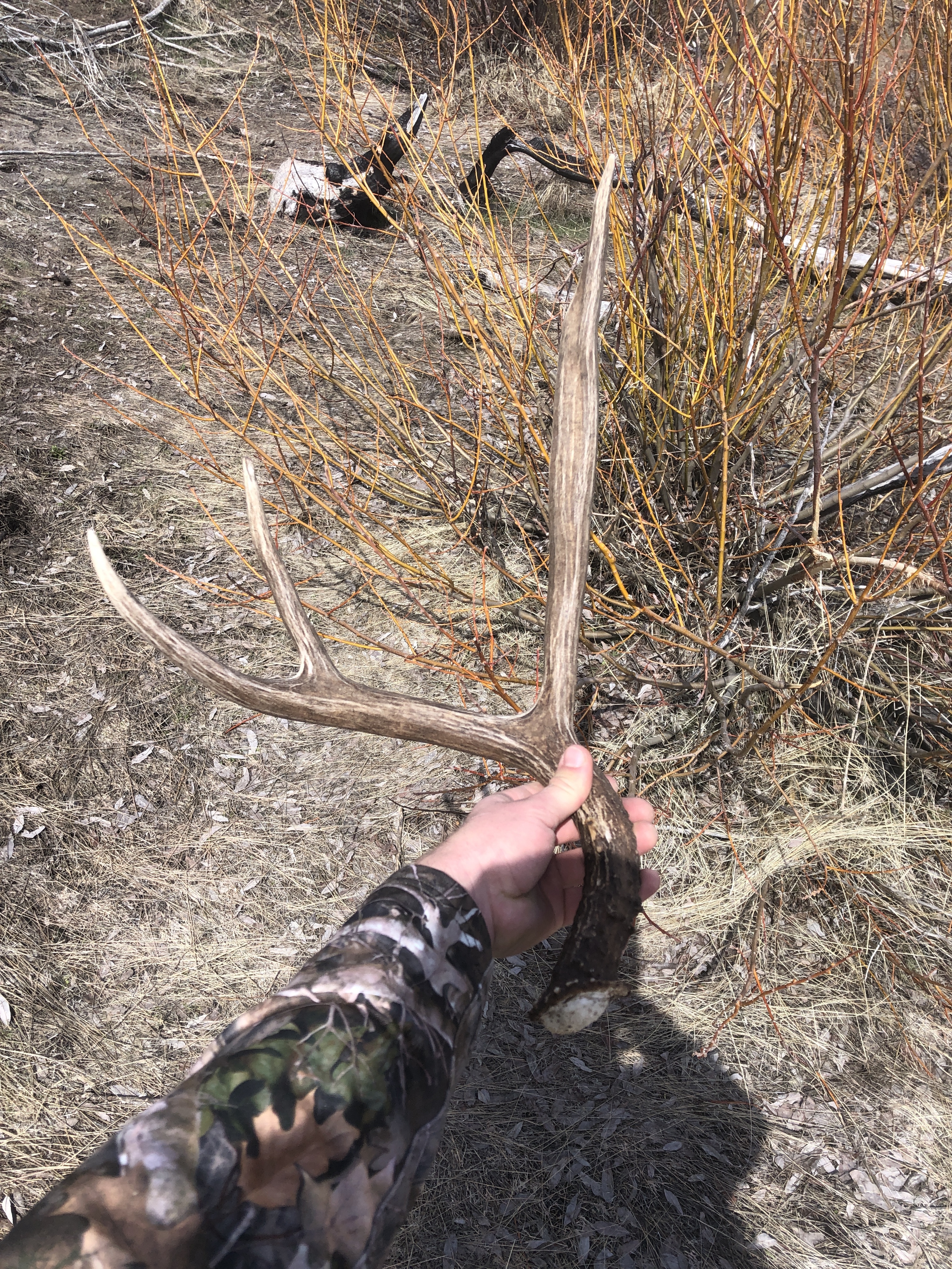 Moose Antler Shed Hunting