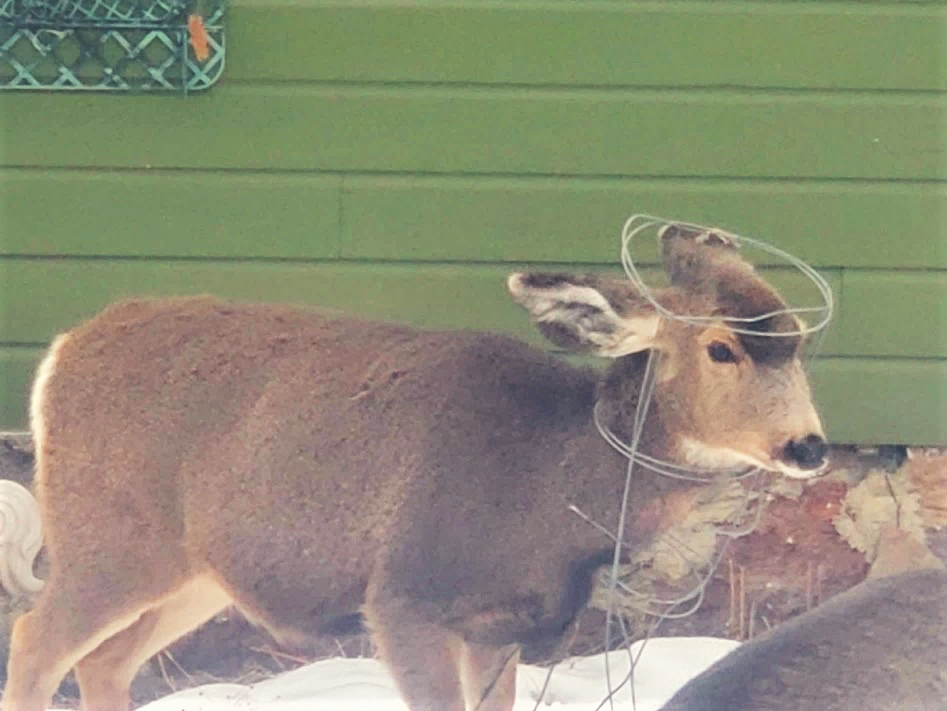 Deer with tomato cage around head and neck class=