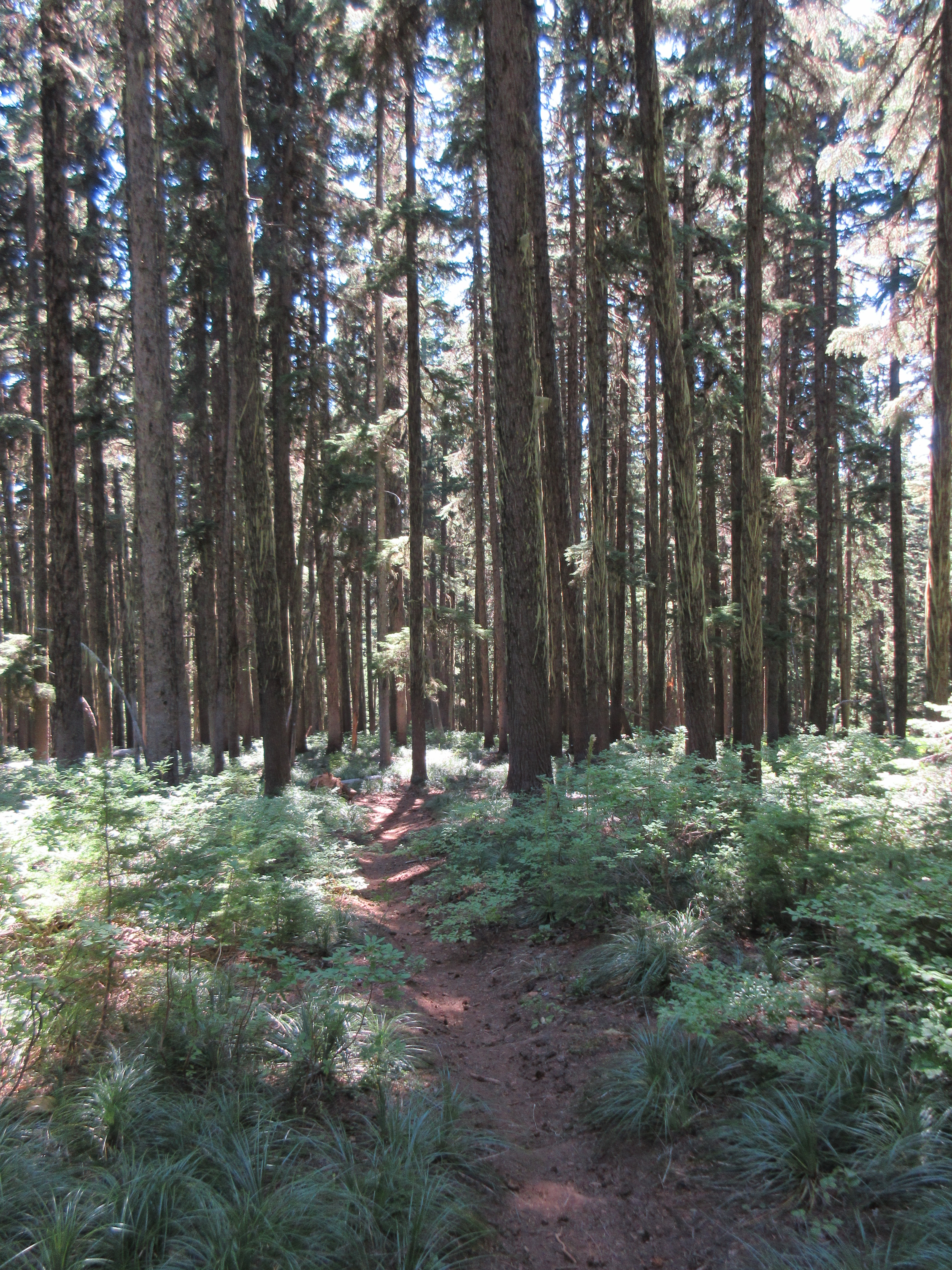 Snow Peak Trail #55/ Photo by Laura Wolf