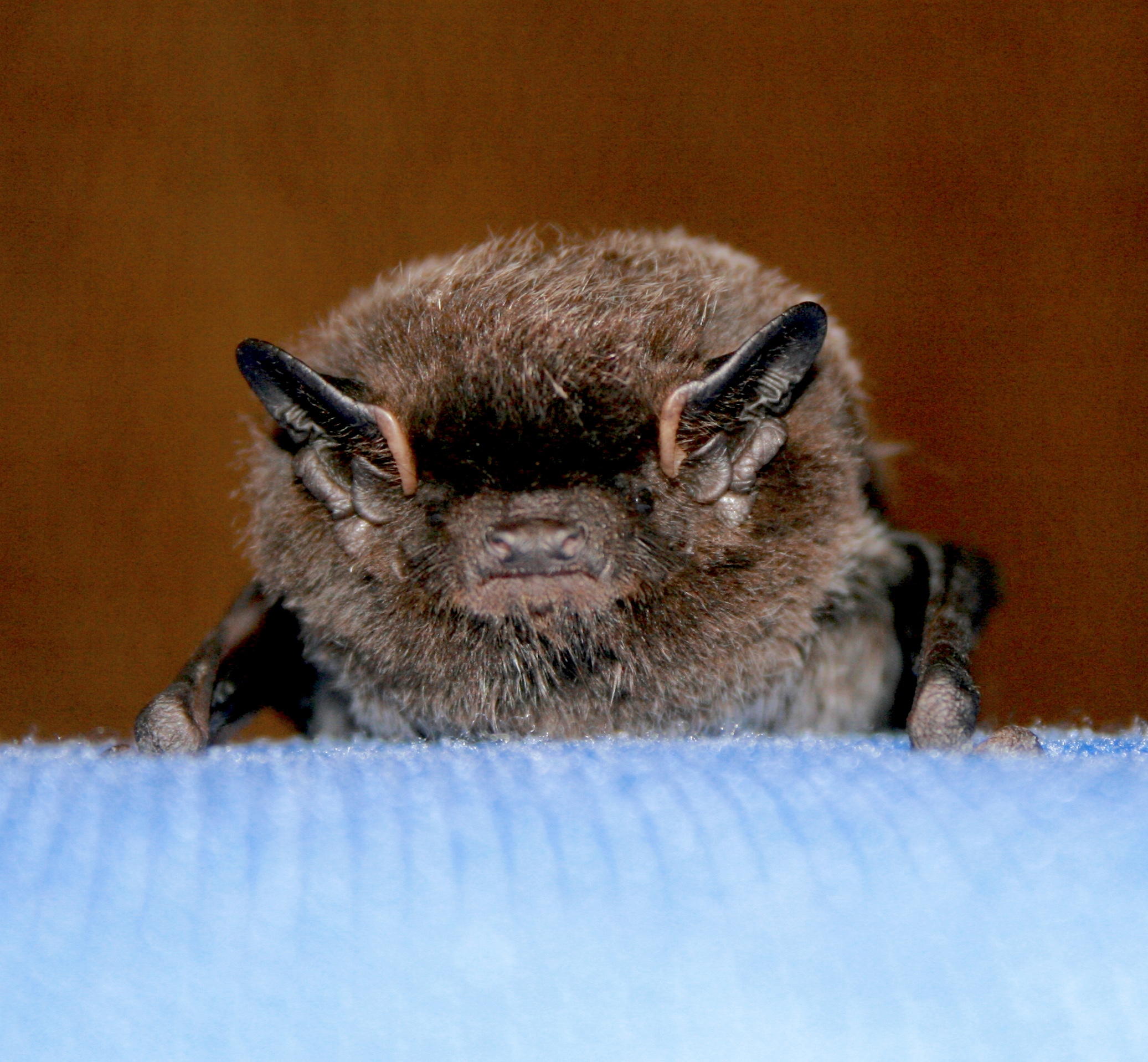 bat