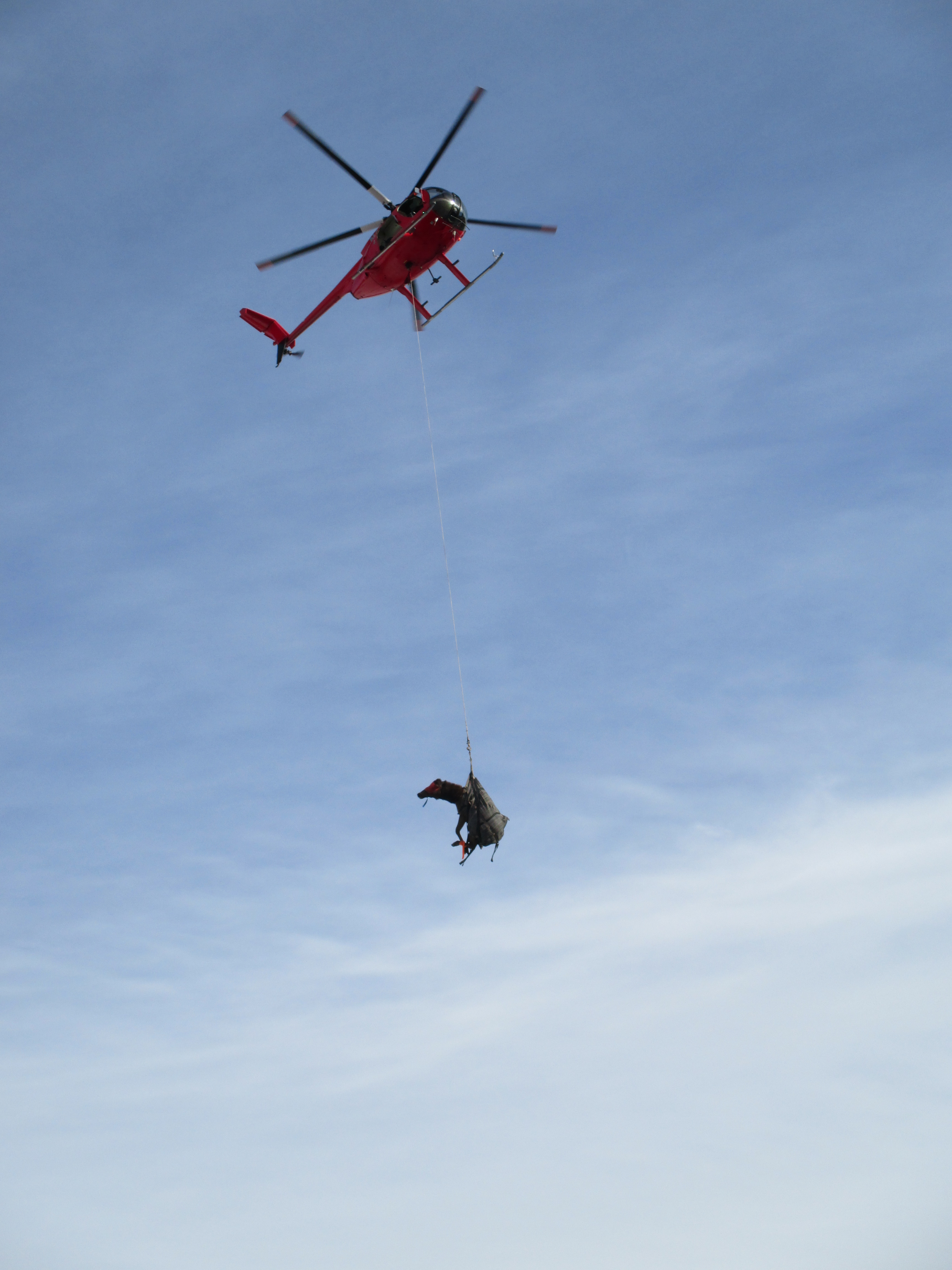 Elk being transported to landing zone