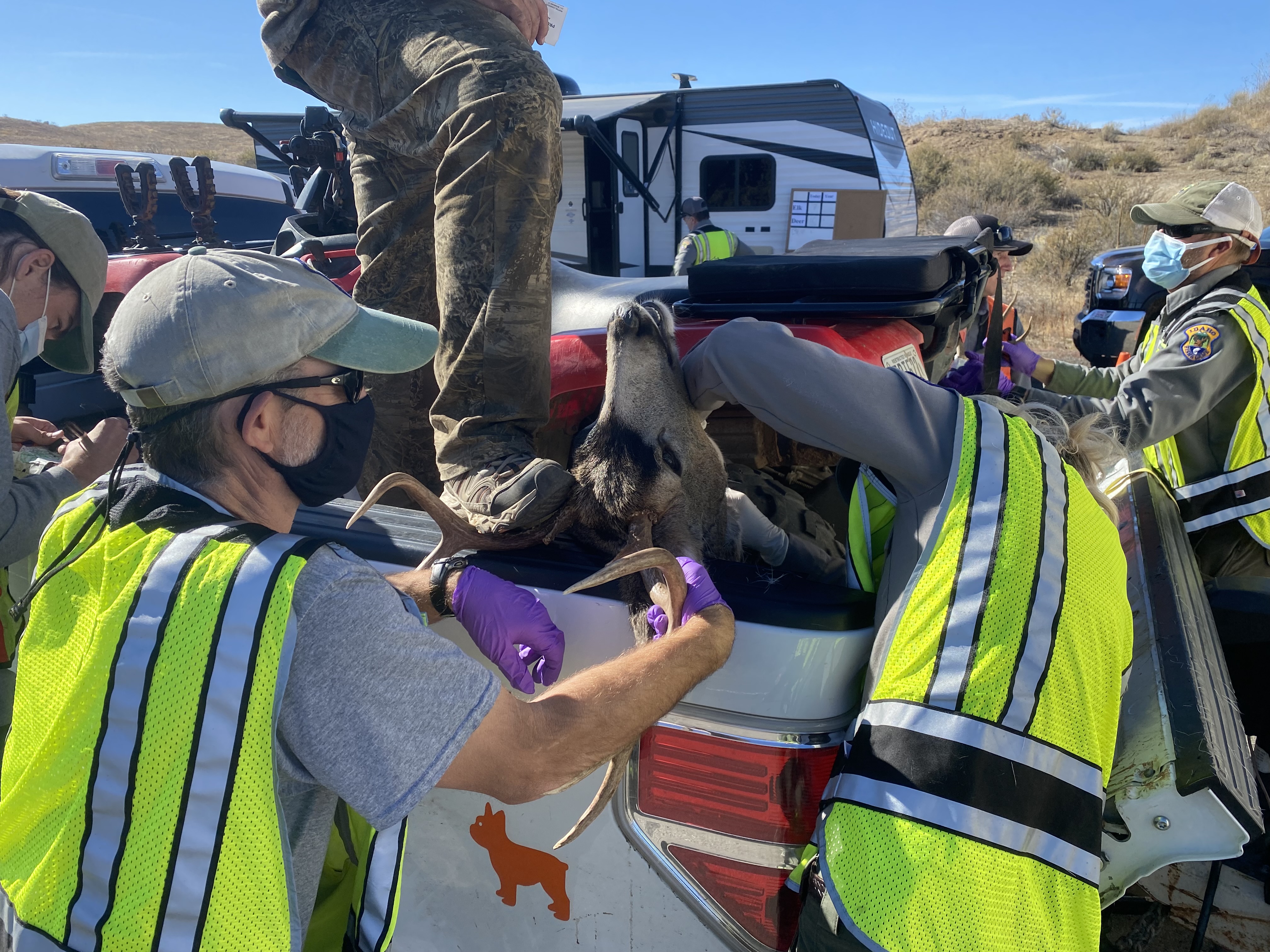 Idaho Fish and Game check station workers collect a lymph node sample for CWD testing