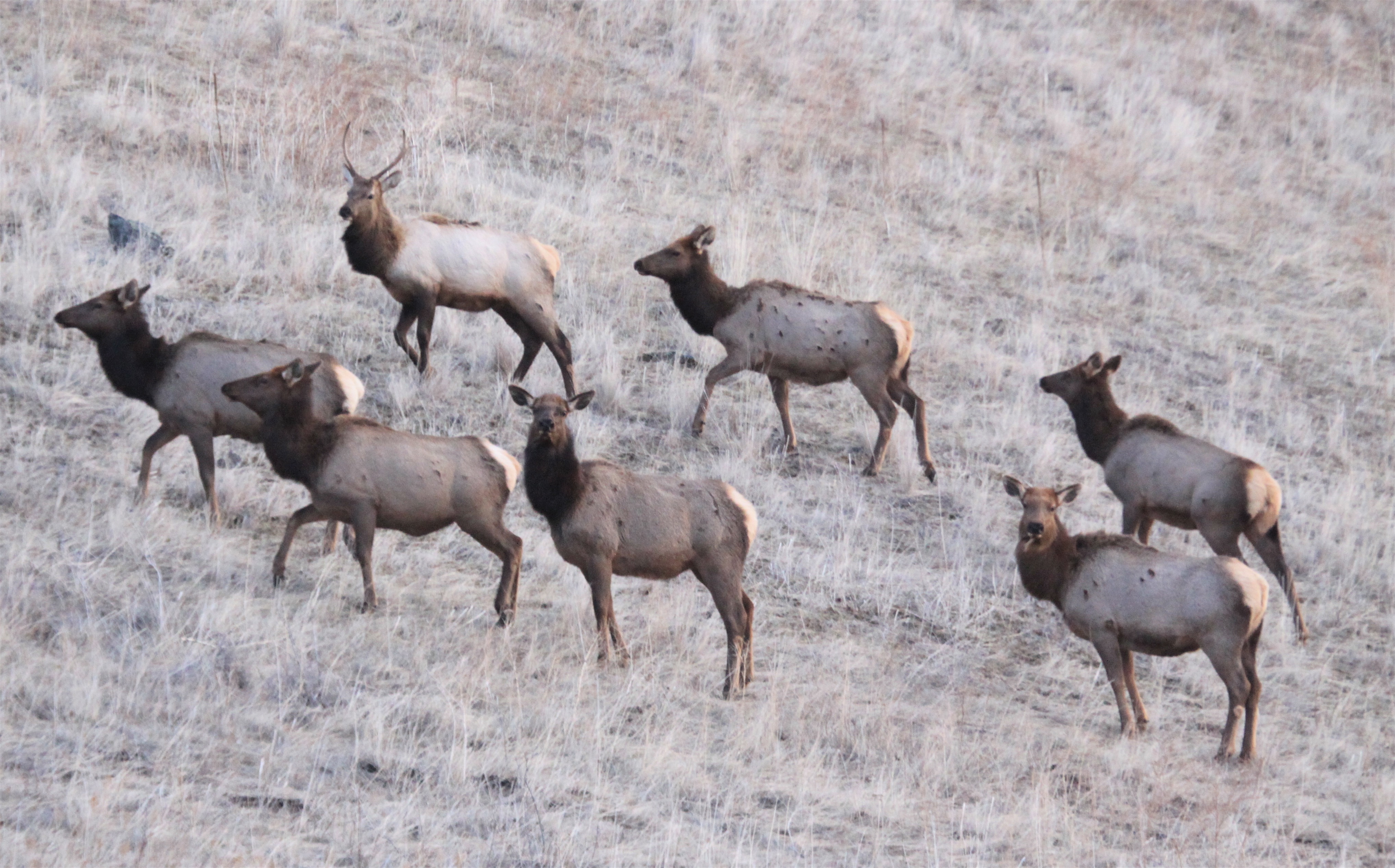 Elk, Southwest Idaho