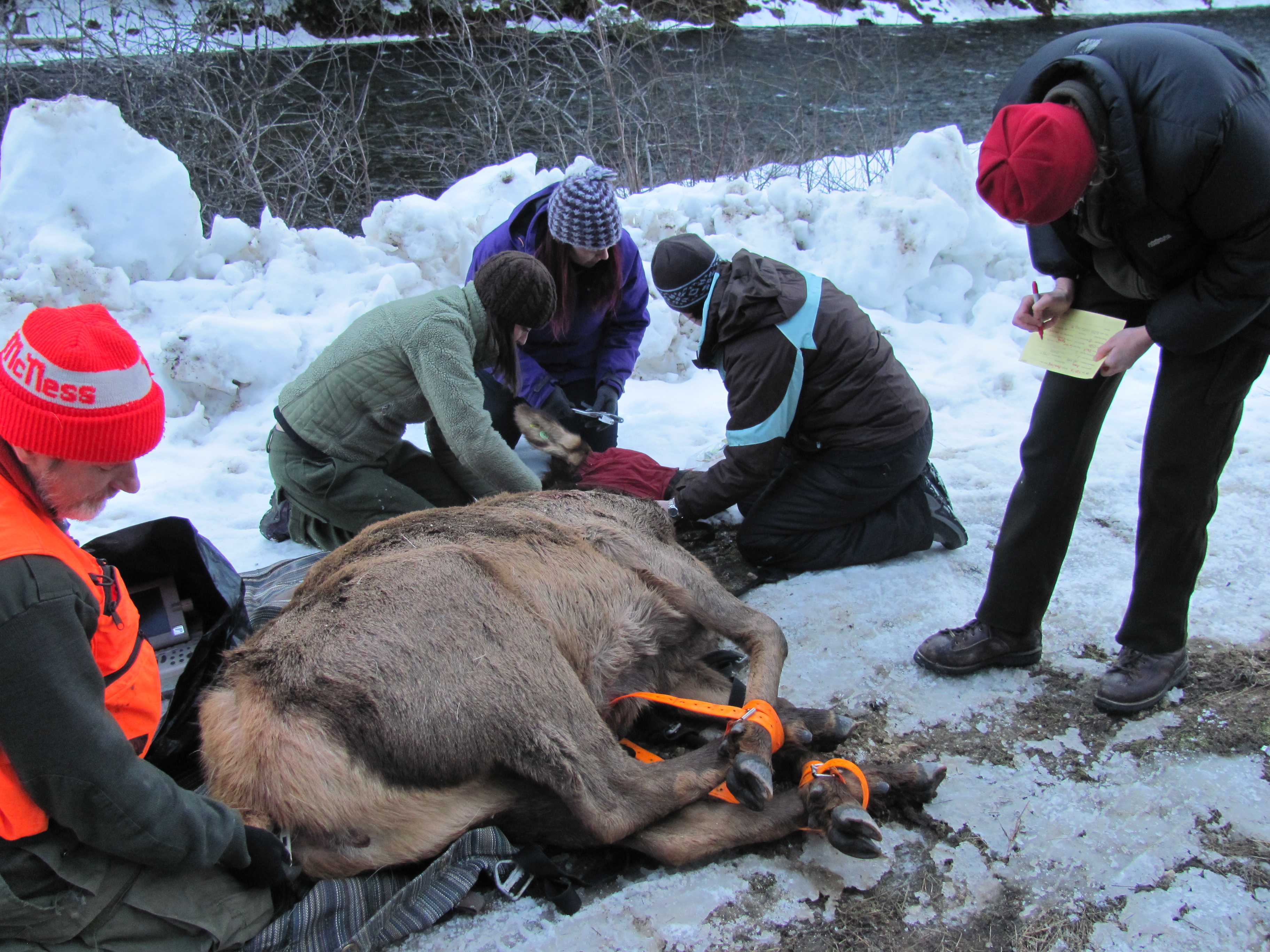 Elk being processed and fitted with collar.