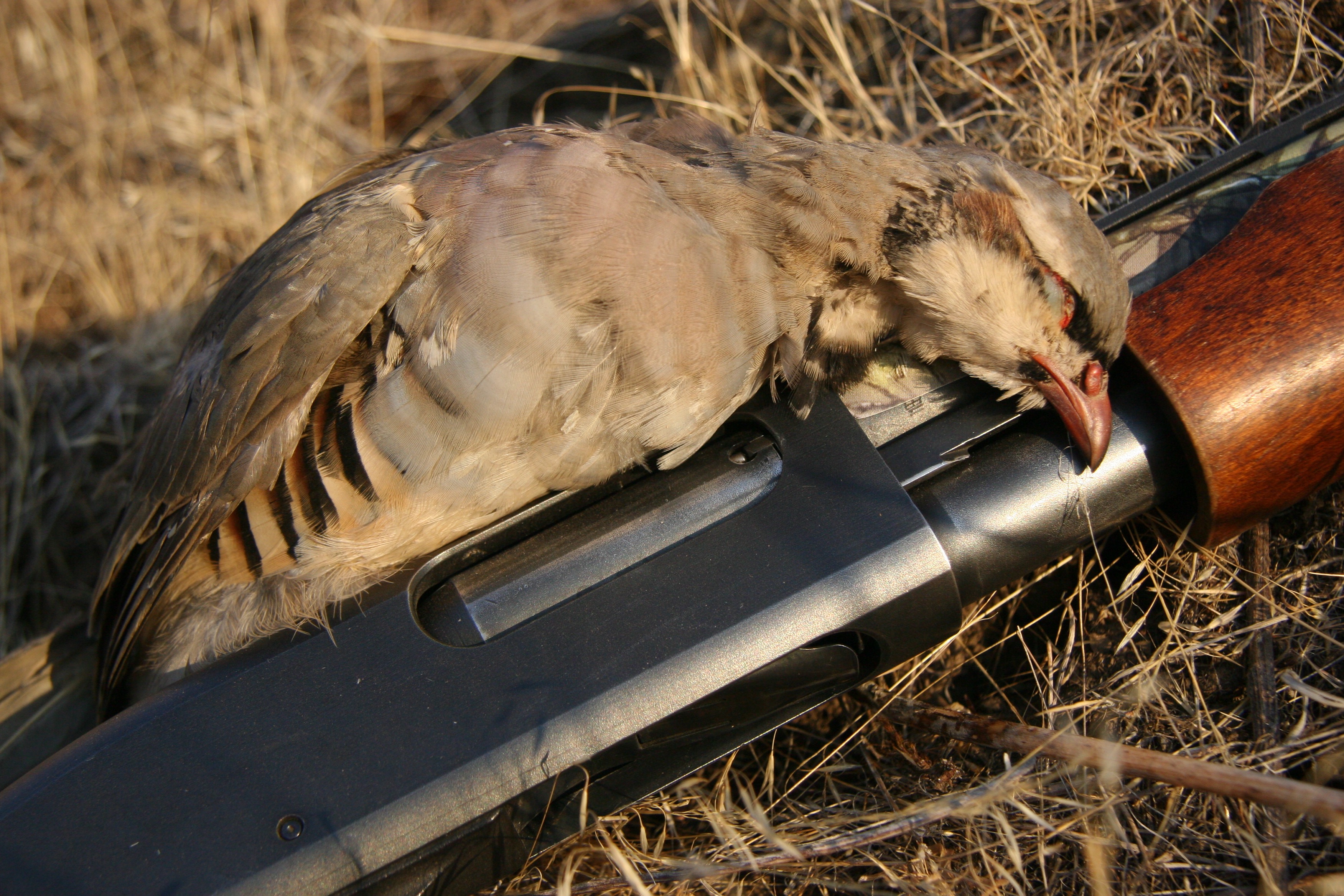 Chukar, Southwest Idaho