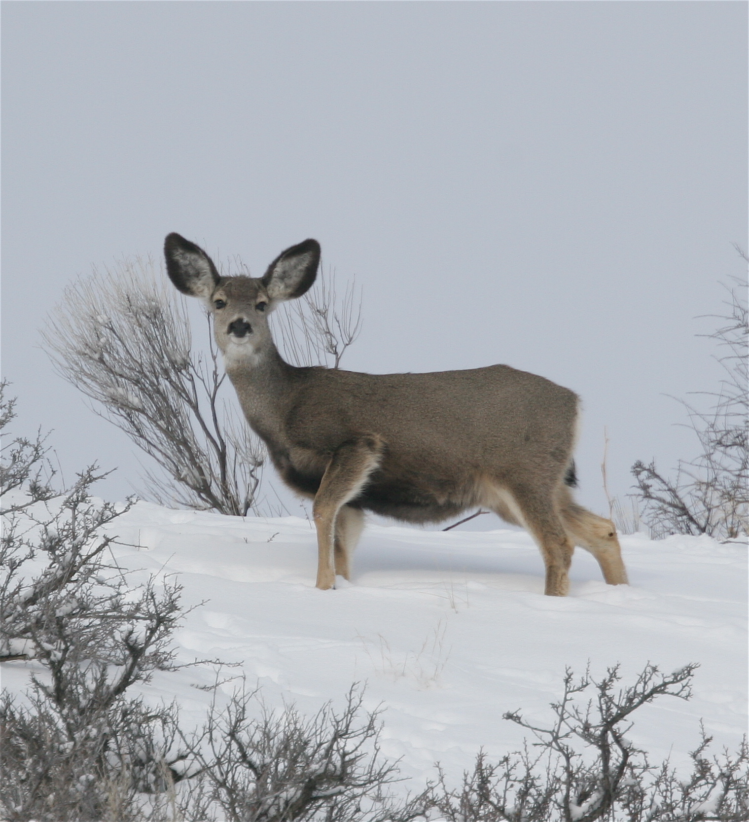 Mule deer, Boise Foothills, Southwest Region, Winter range