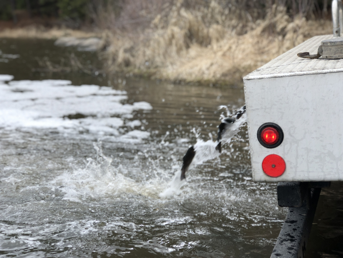 Clearwater region fish stocking schedule for April Idaho Fish and Game