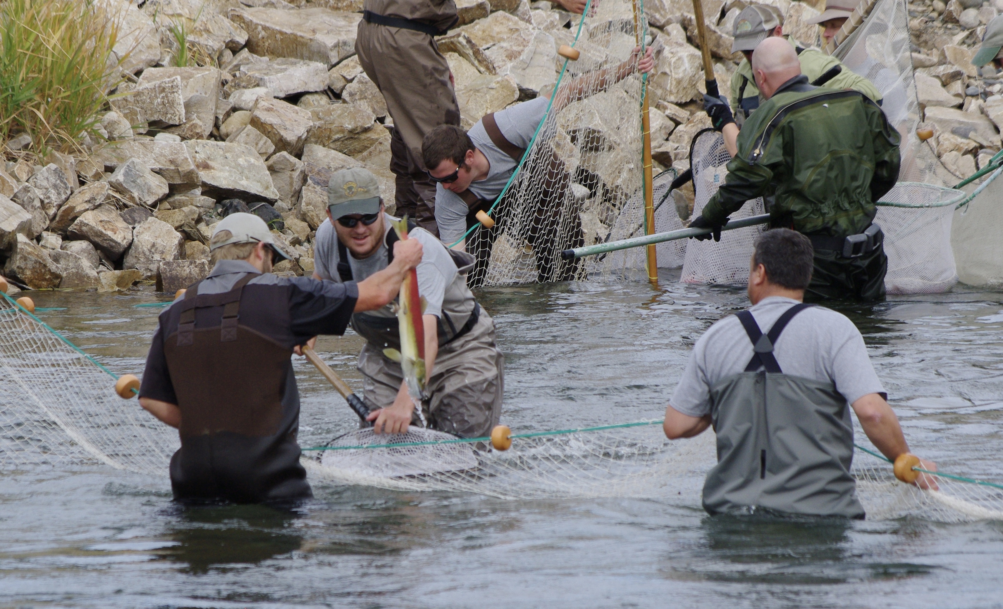 Sockeye roundup 2016