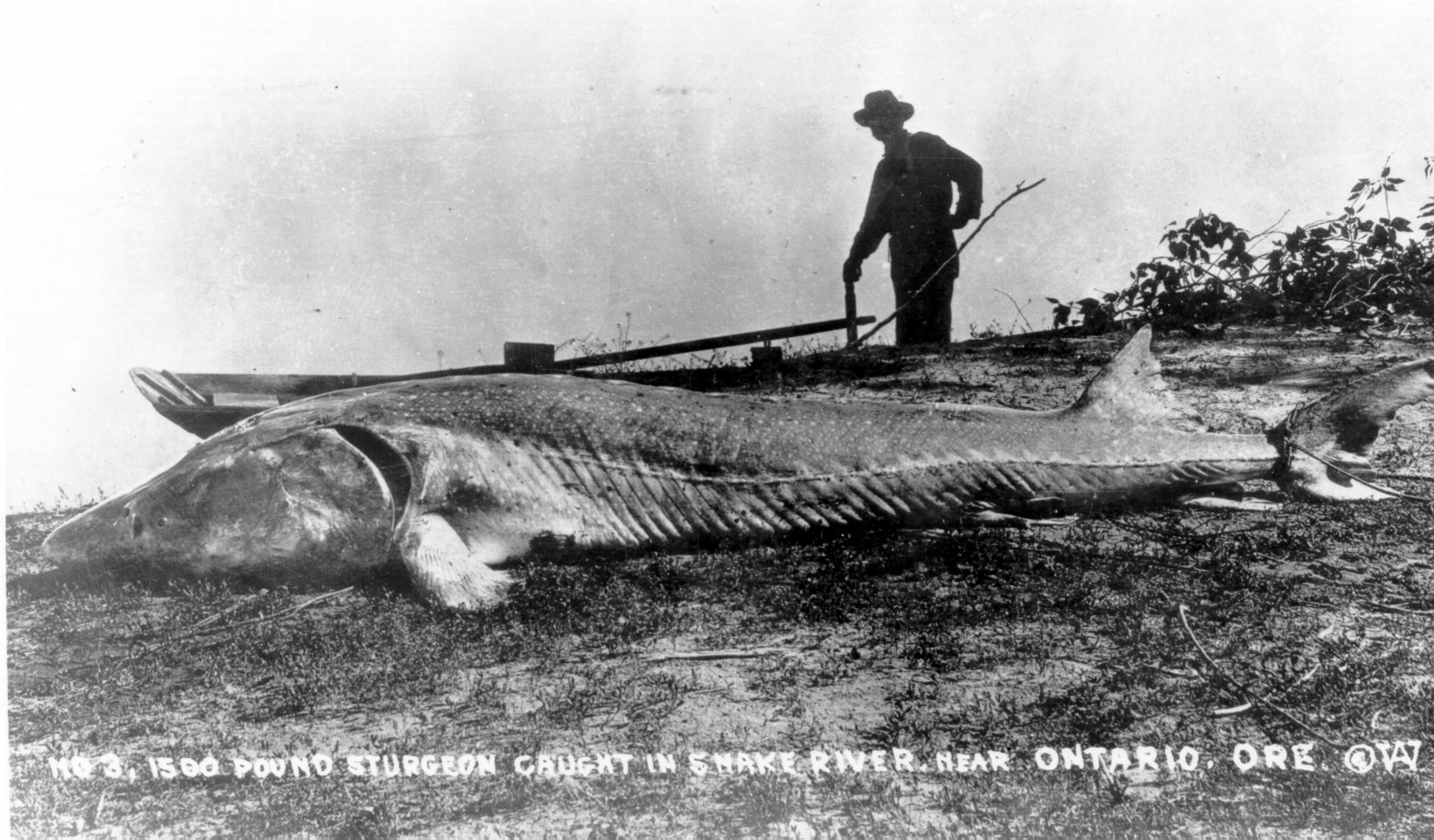 World Record White Sturgeon