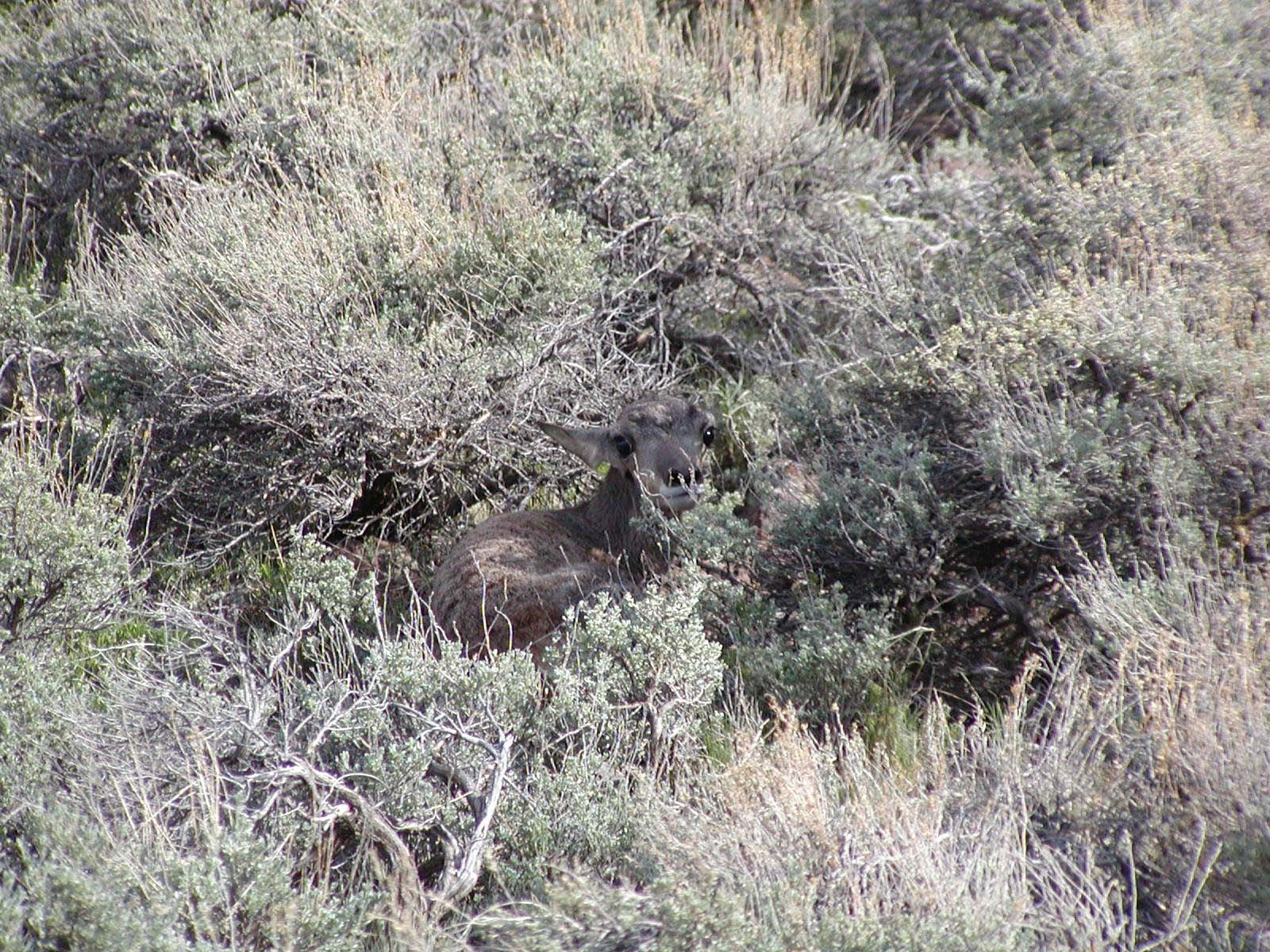 baby pronghorn antelope calf hidden in sagebrush 2002