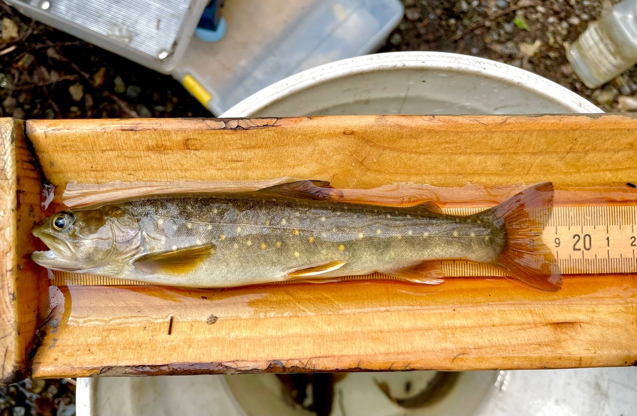 A bull trout from the Crooked River drainage sits on a biologist's measuring board.