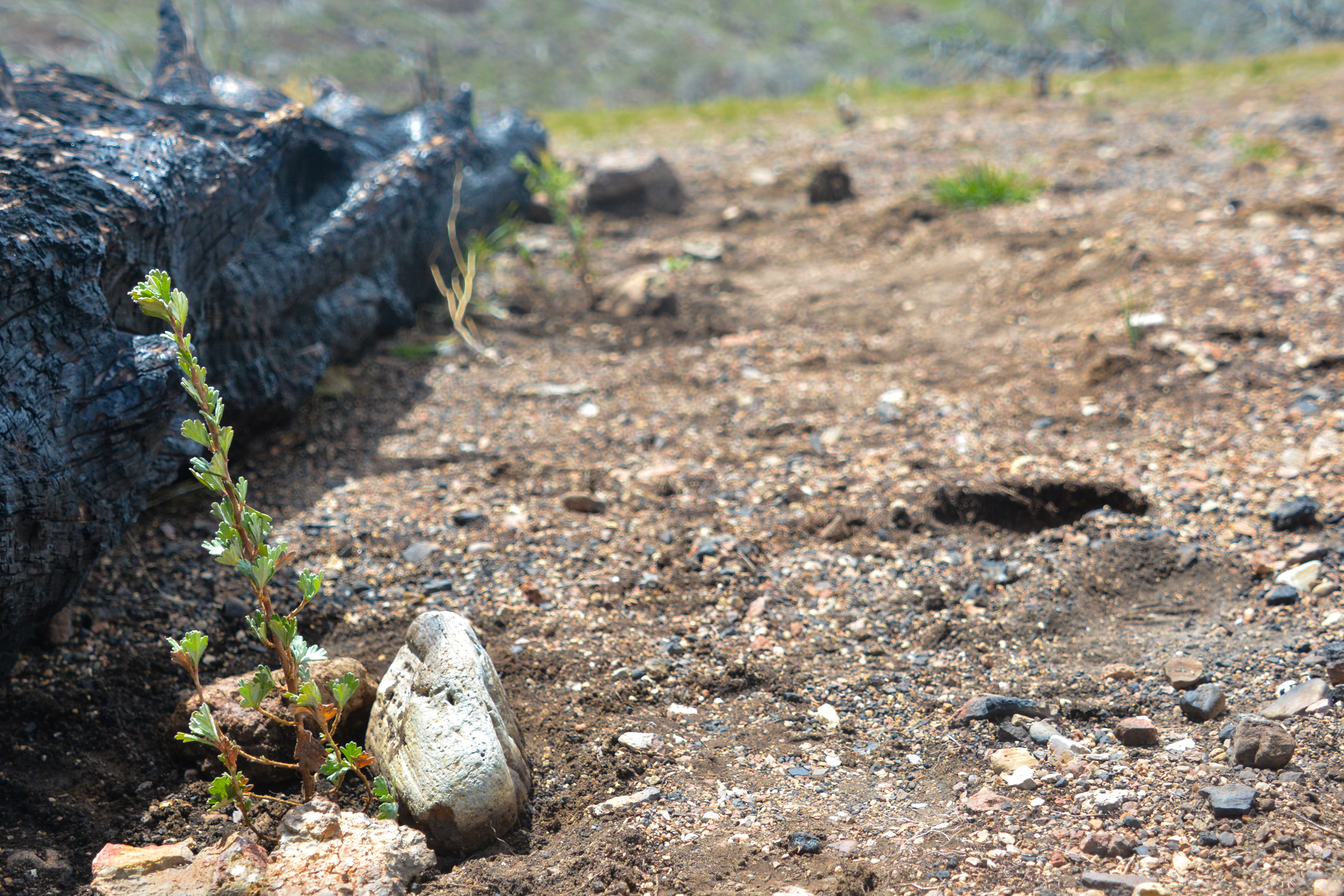 sagebrush seedling next to fire-scarred log in Owyhees