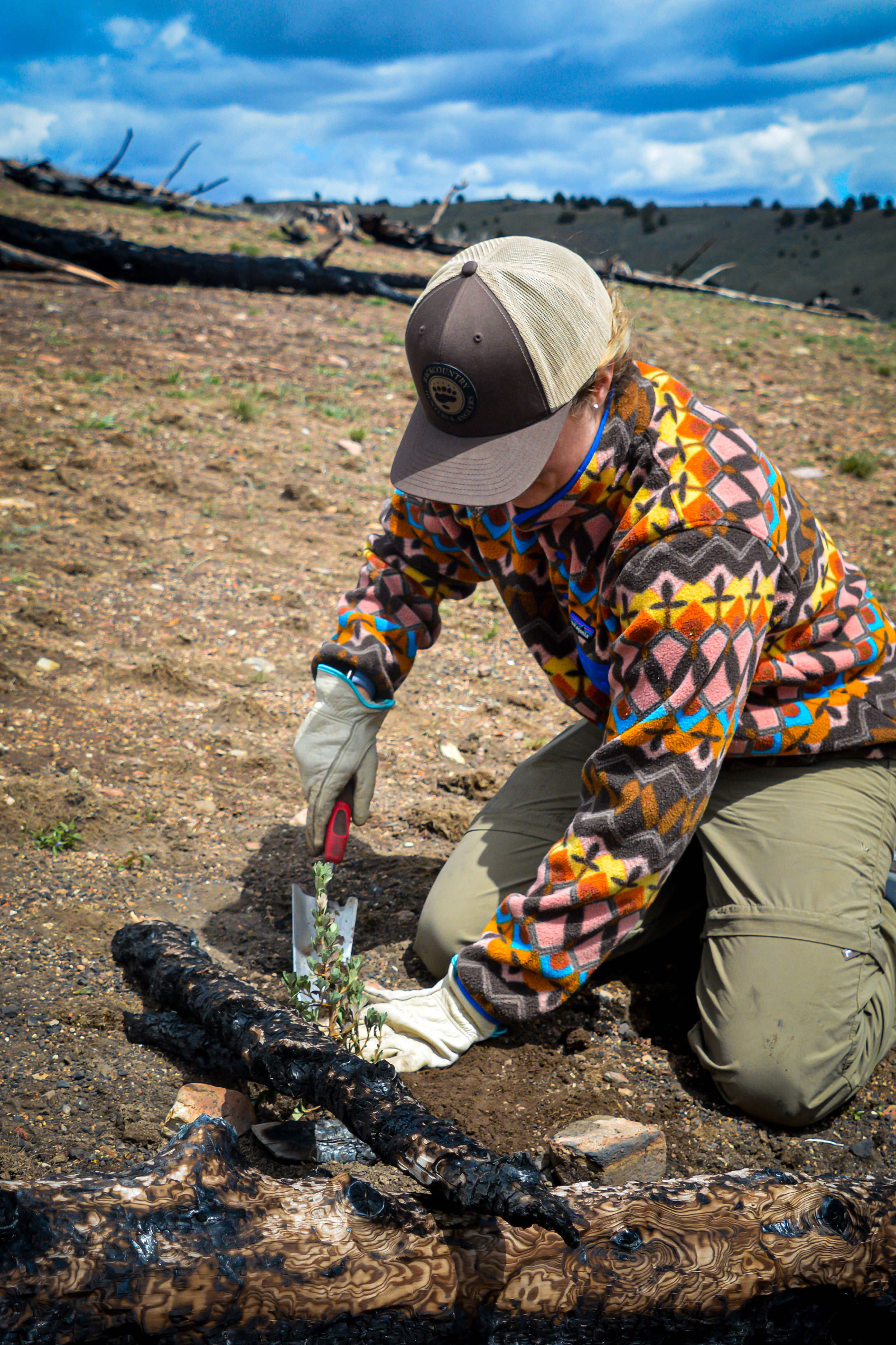volunteer helps plant sagebrush seedlings in the Oywhees