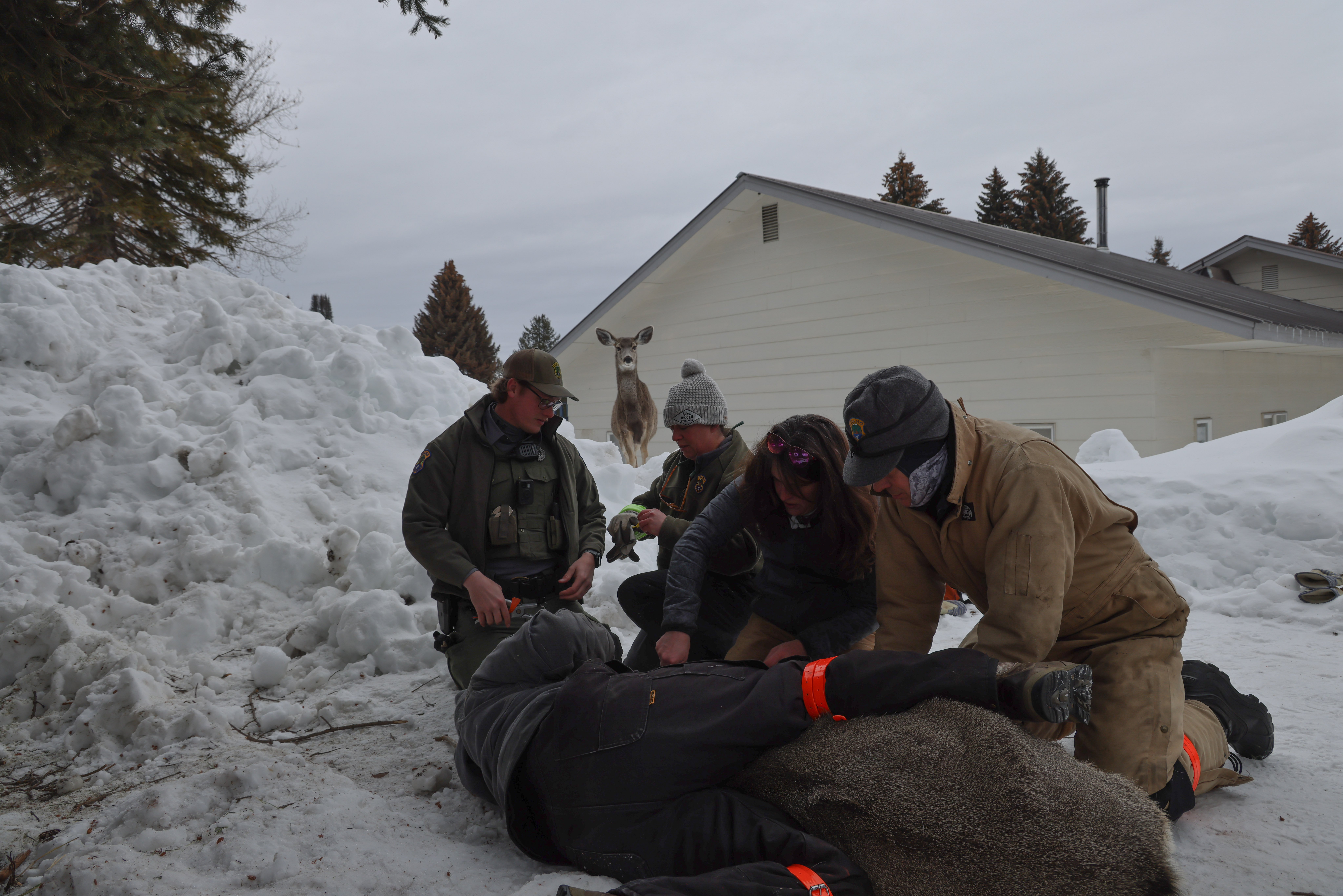 Fish and Game biologists examine a deer that was trapped in Cascade for health issues while another deer looks on.
