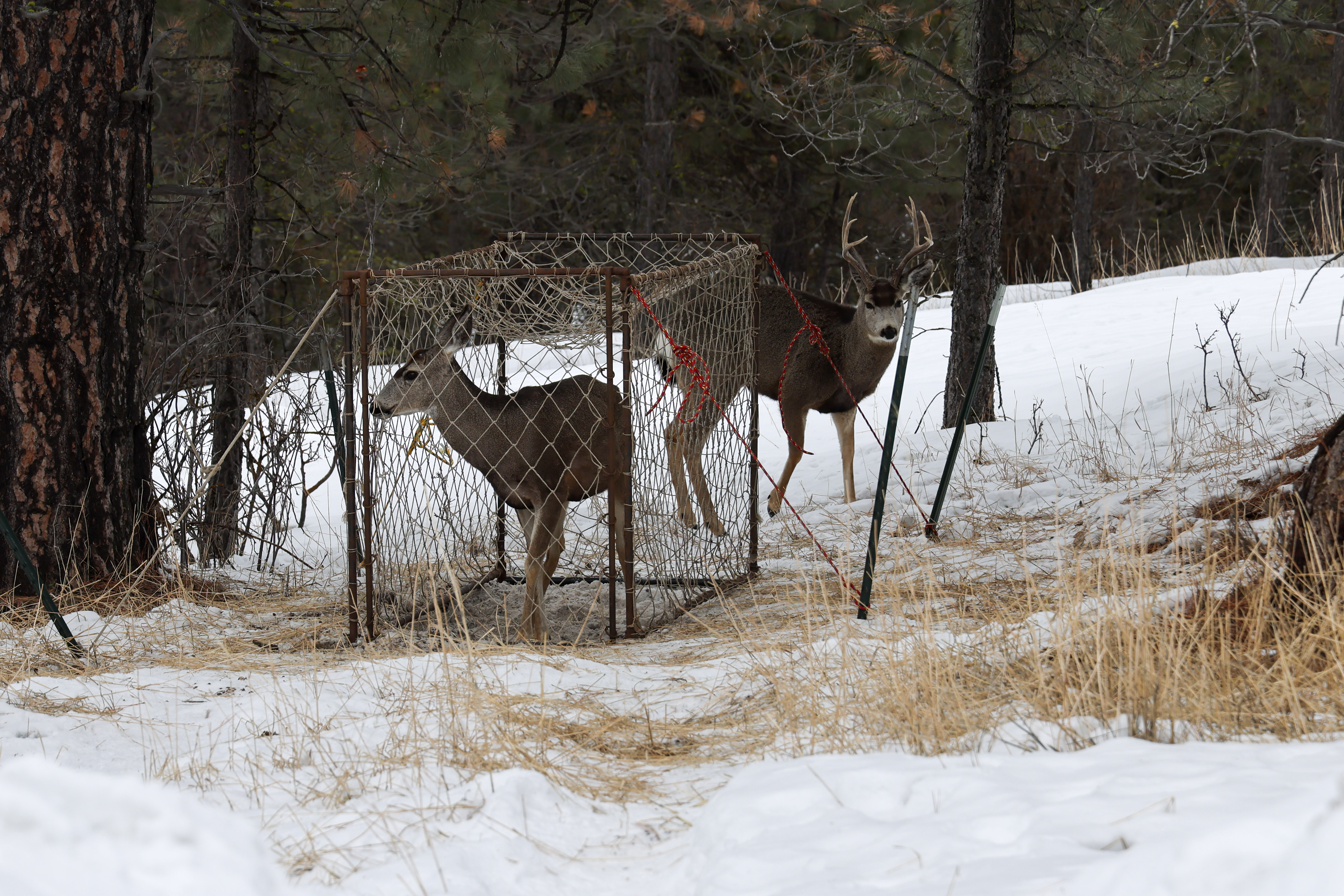 A deer stands in a clover trap while another walks outside the trap nearby.