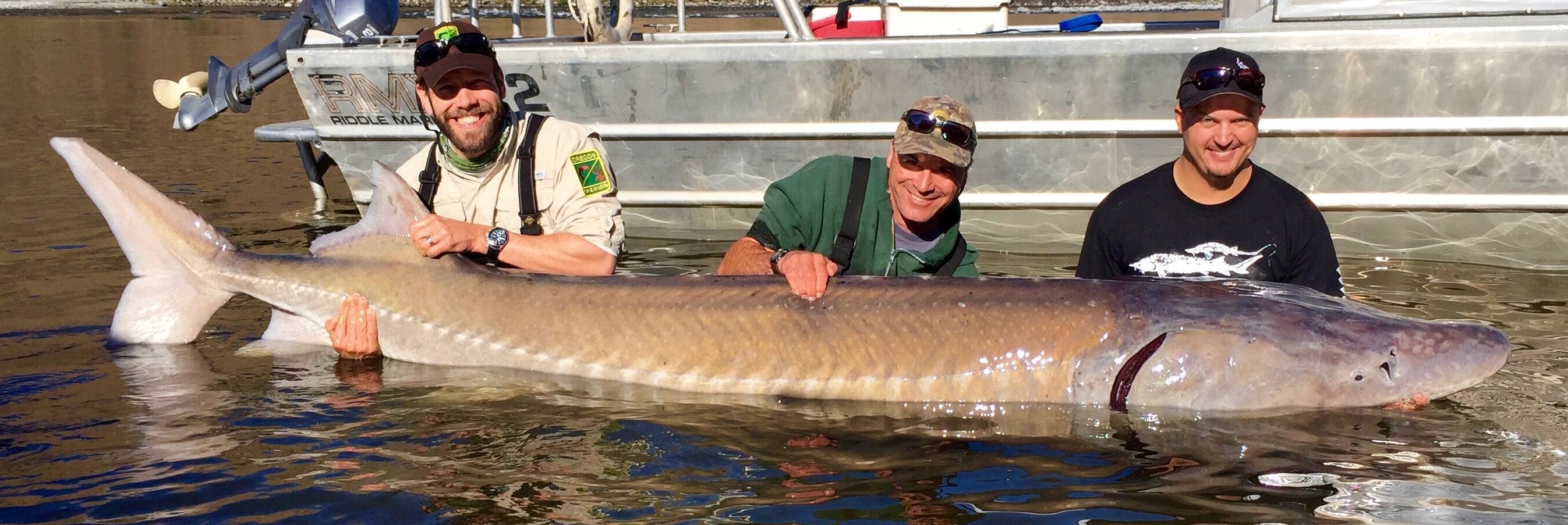 Large sturgeon sampled from Hells Canyon