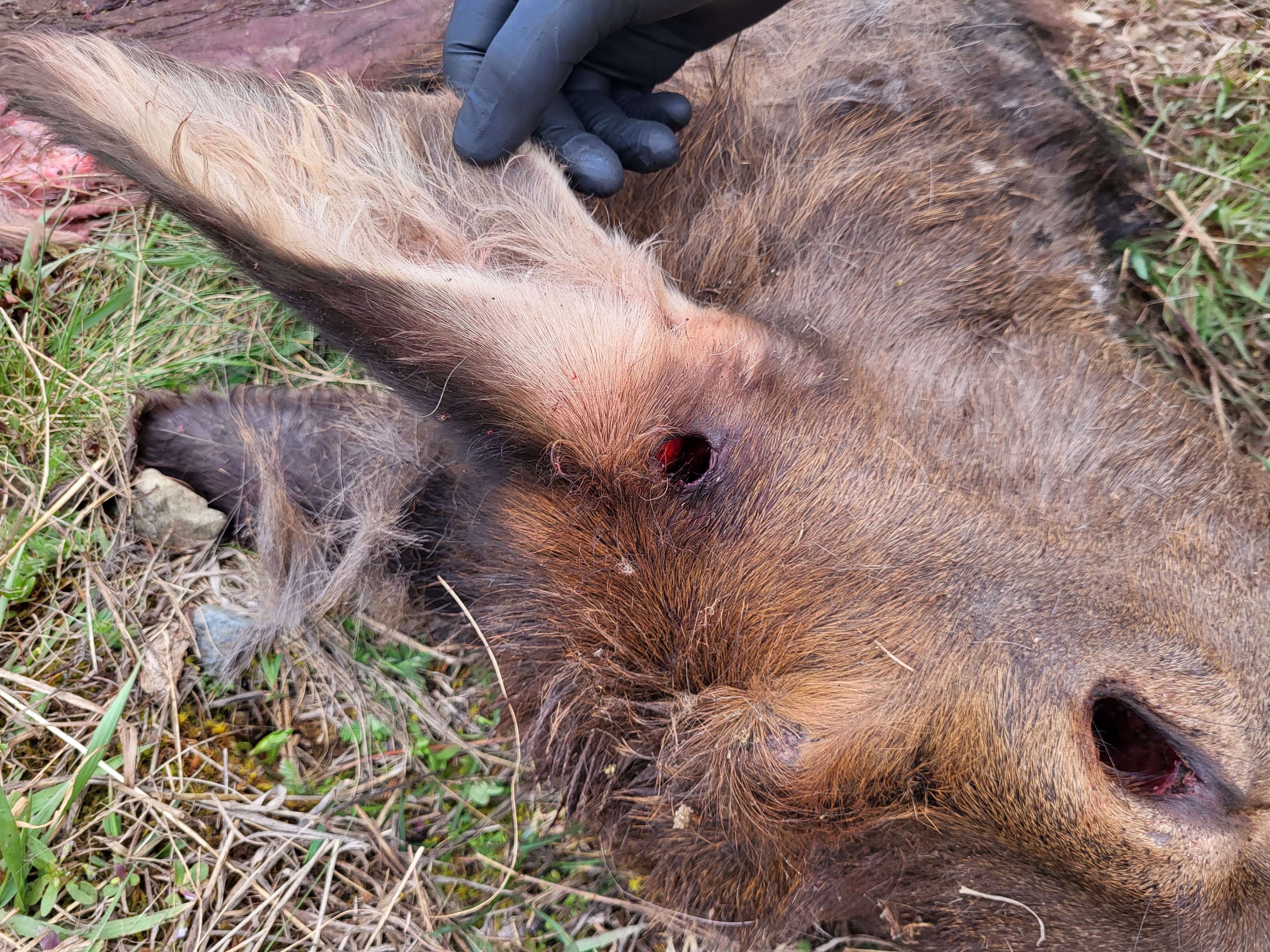 Illegally killed elk in Farragut State Park in North Idaho