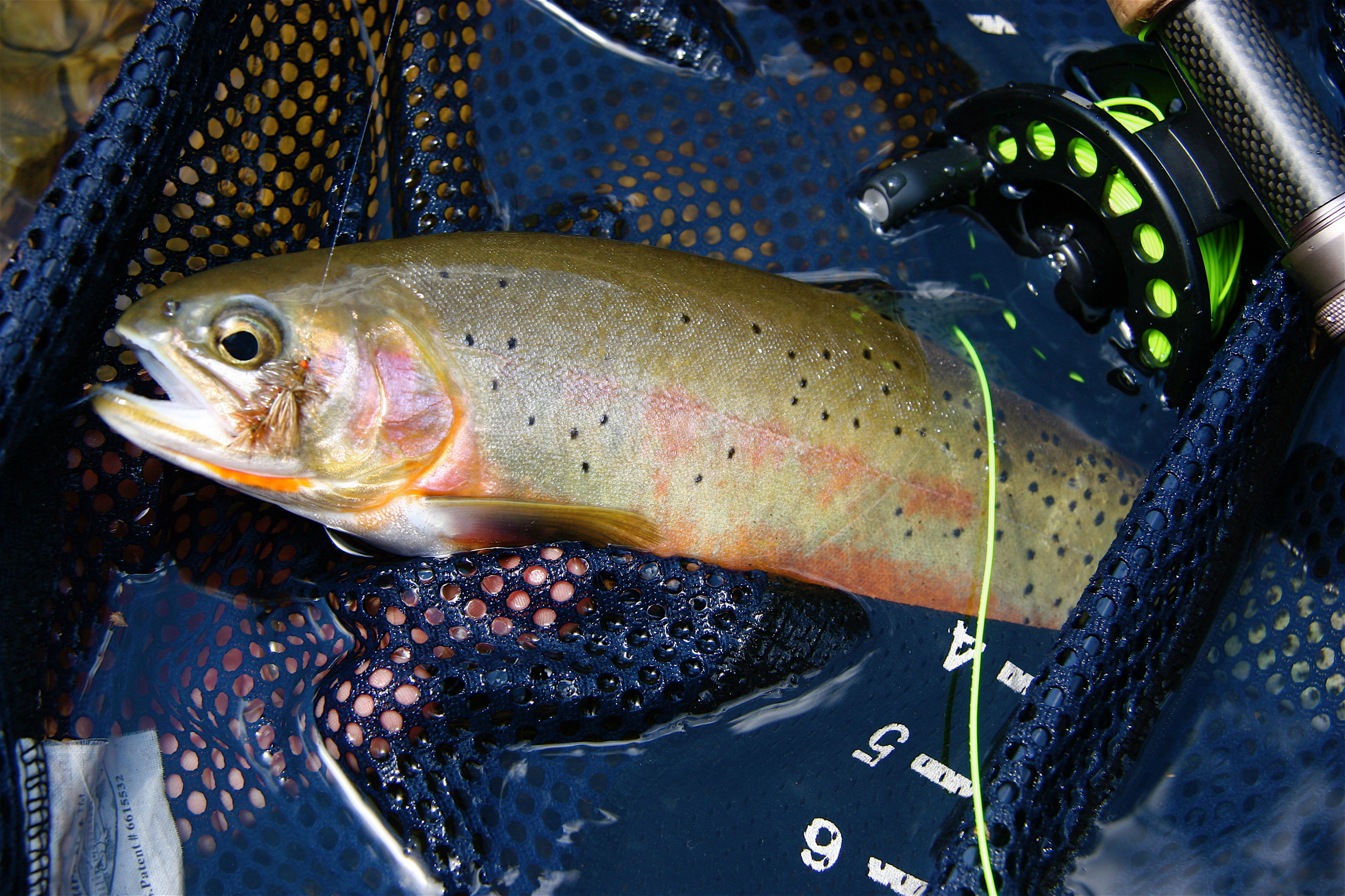 Fishing Idaho's mountain lakes: tackle, tactics and tips for