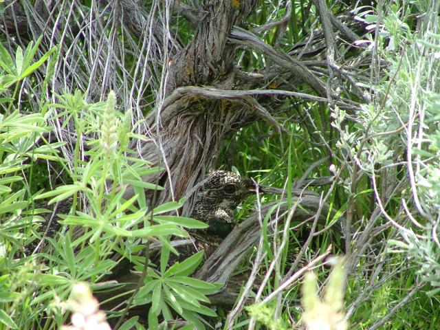 sage-grouse hen on a nest