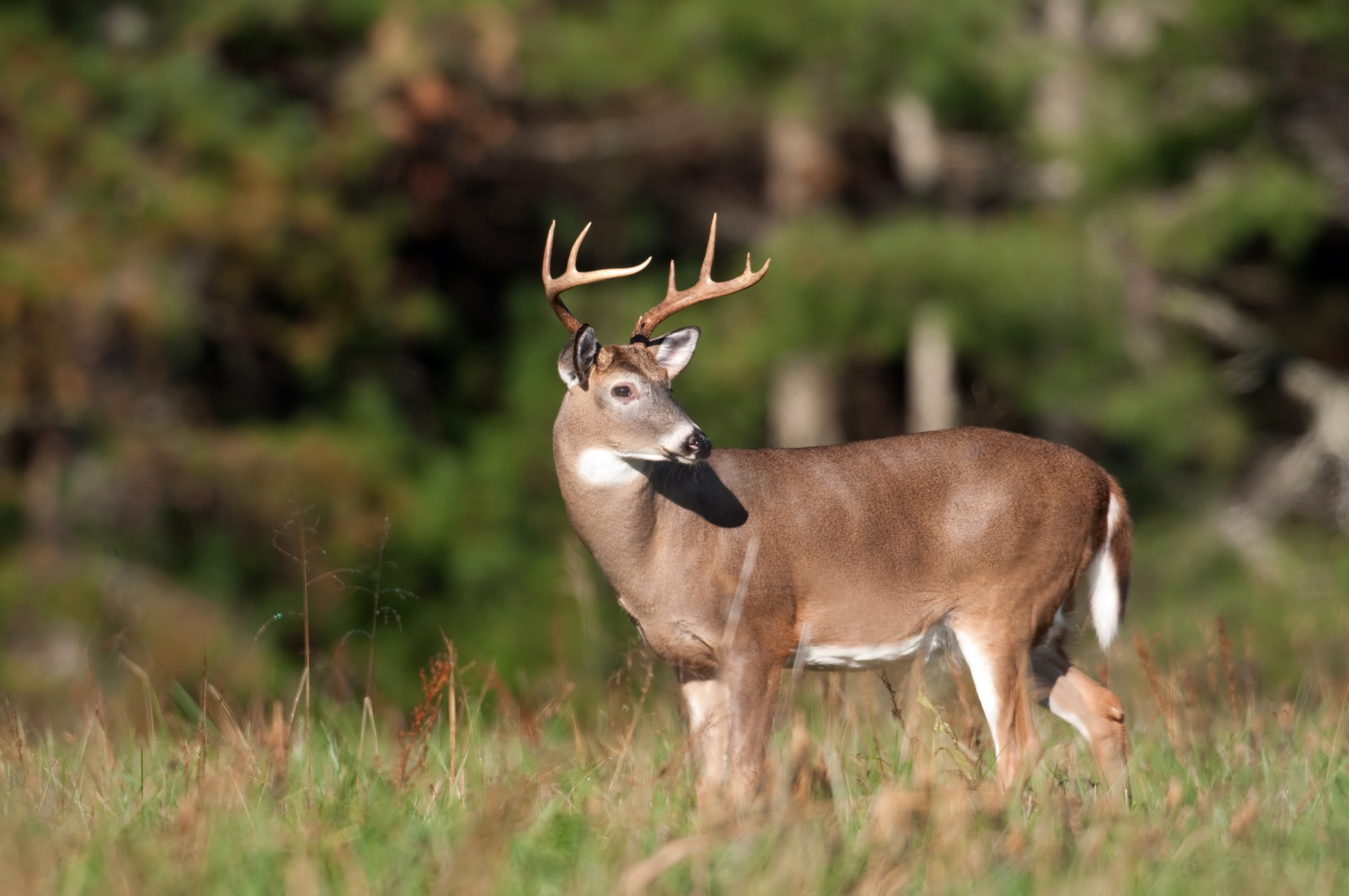 White-tailed deer buck in a meadow