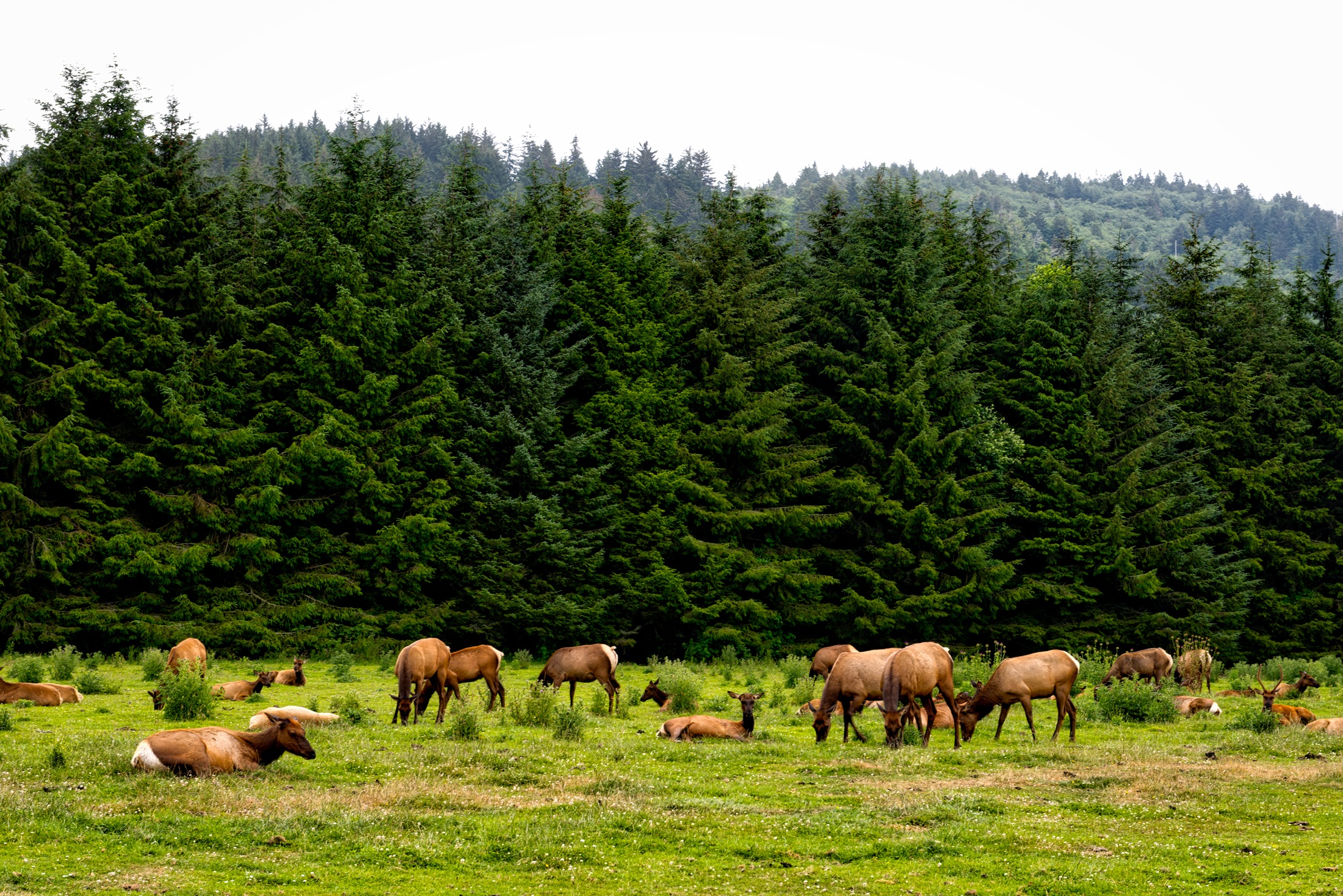Cow elk in a field.