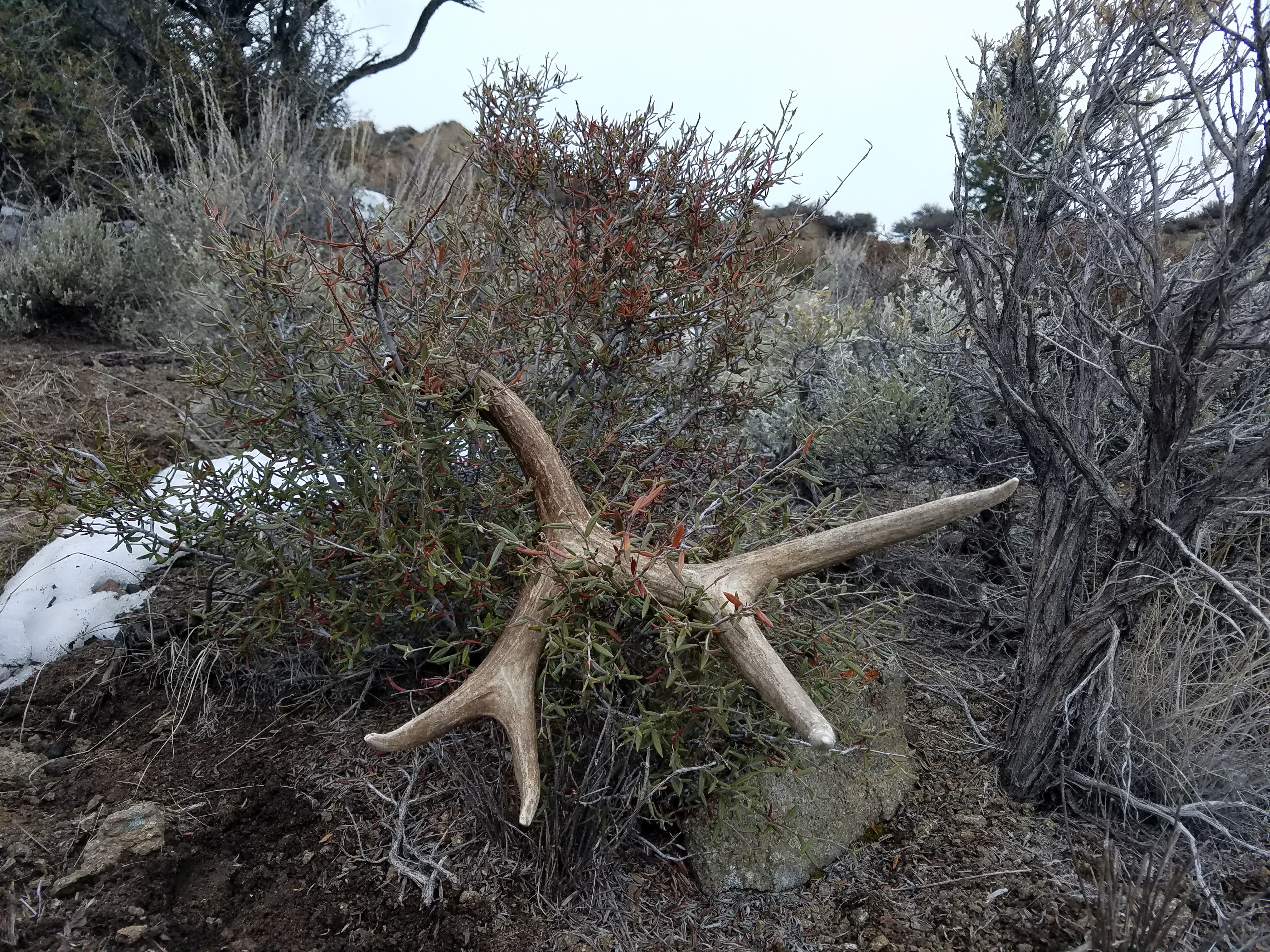 Antler Shed