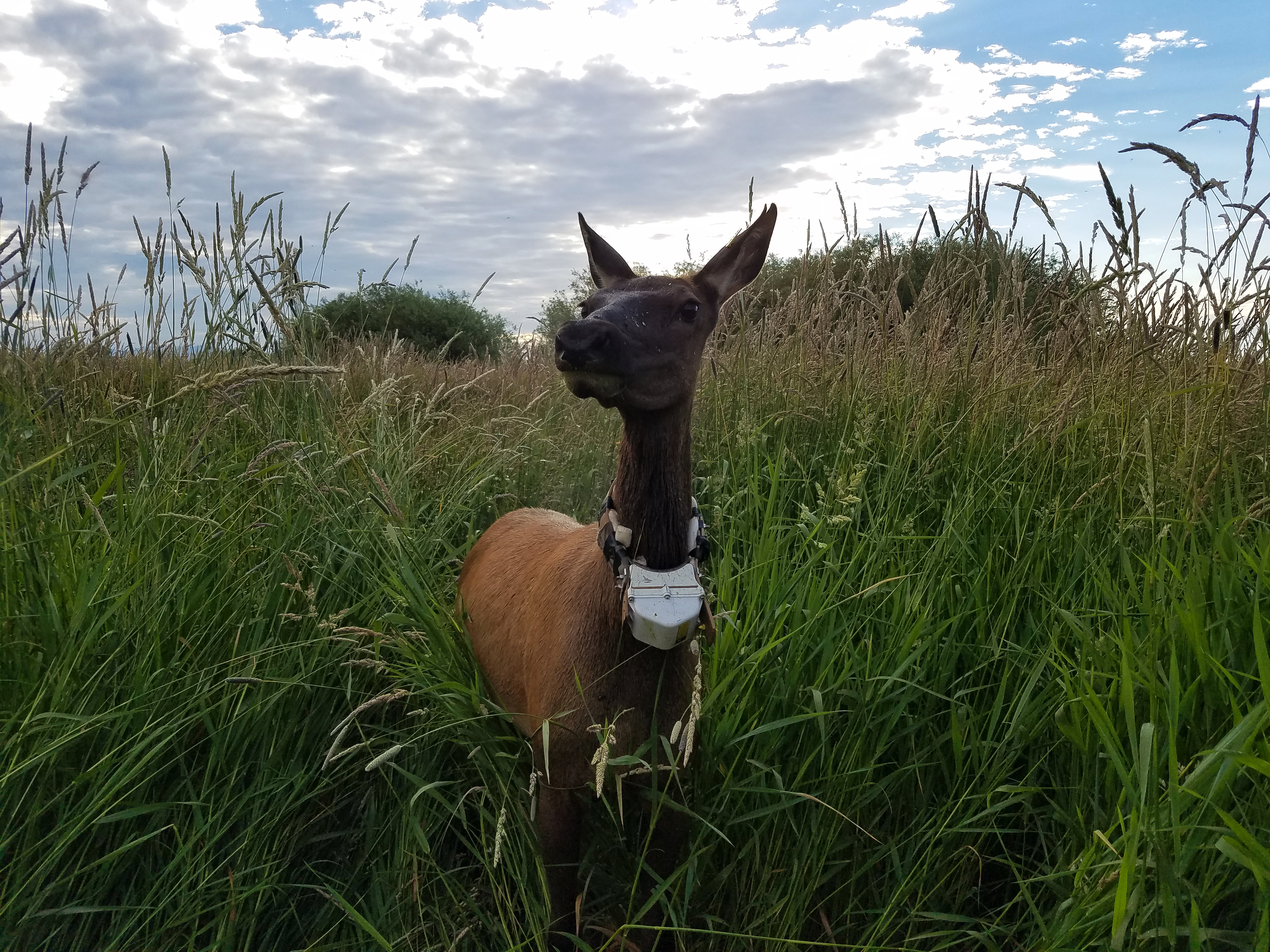 Elk with a GPS collar.