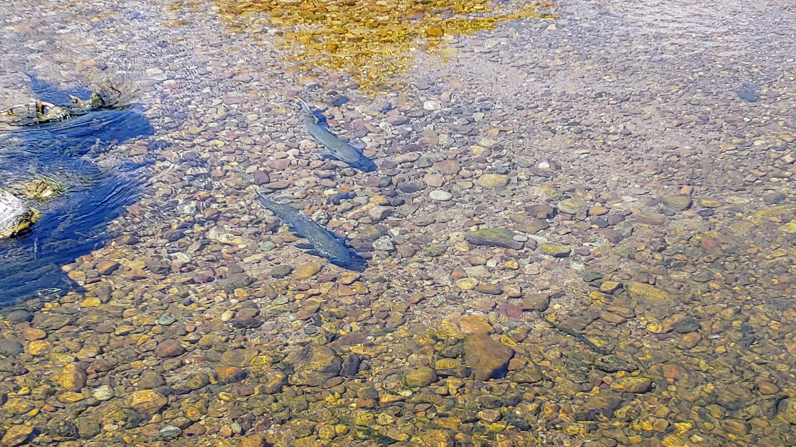 Image of two Chinook salmon on a salmon redd 