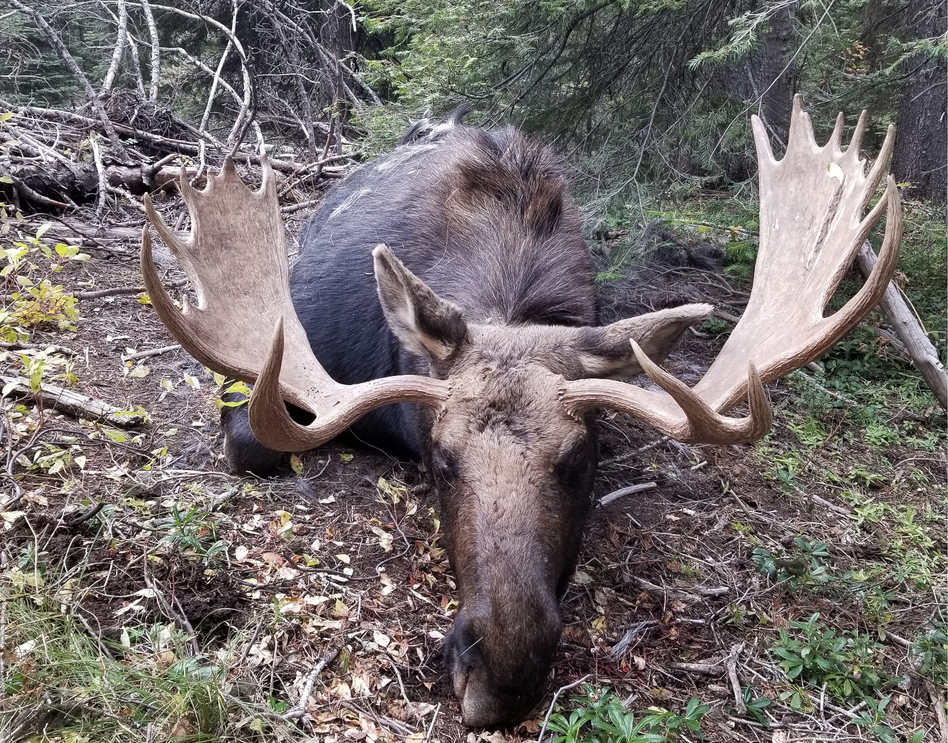 Bull Moose - In Lewiston news we acquired giant scissors