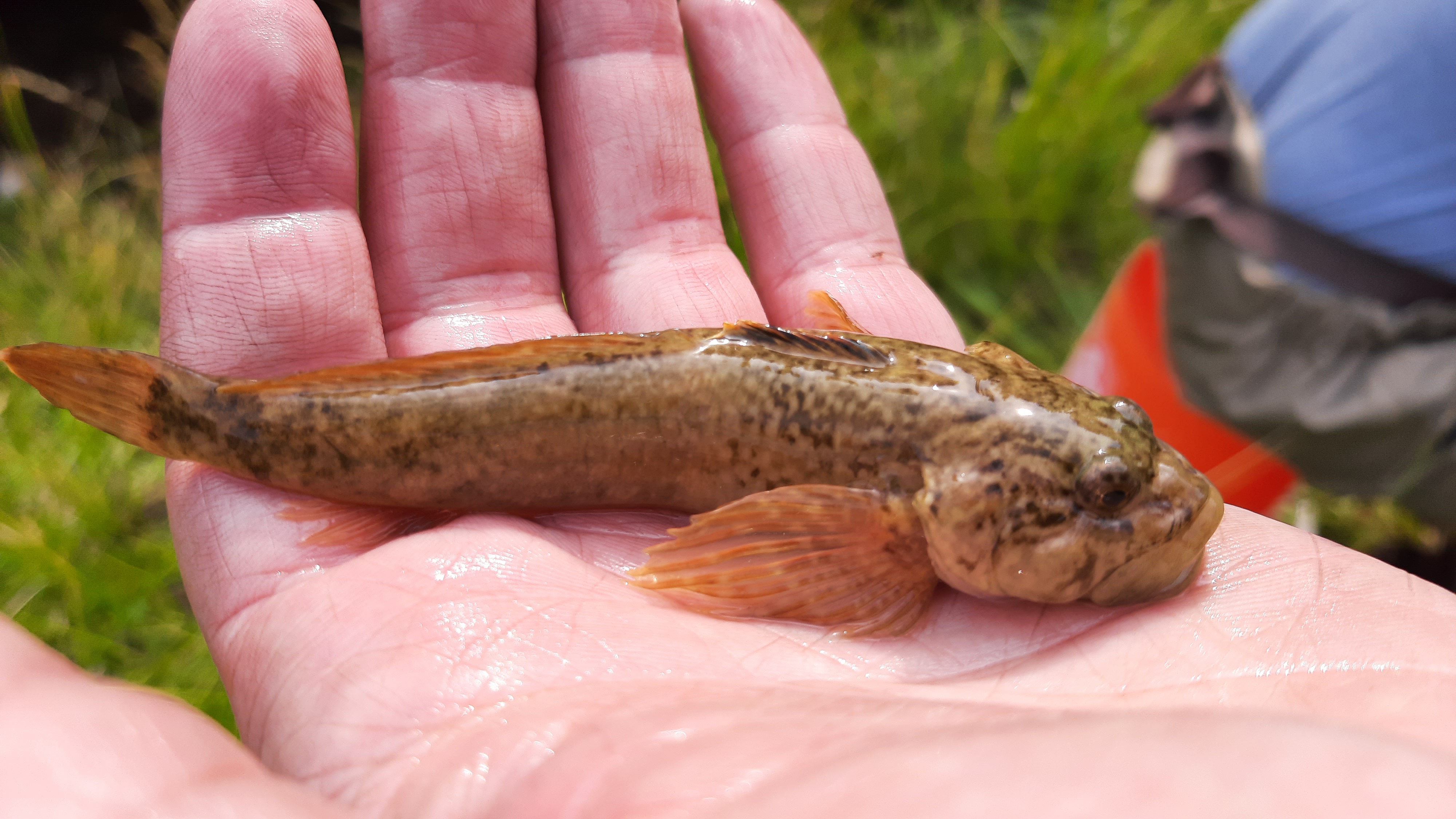 Wood River Sculpin