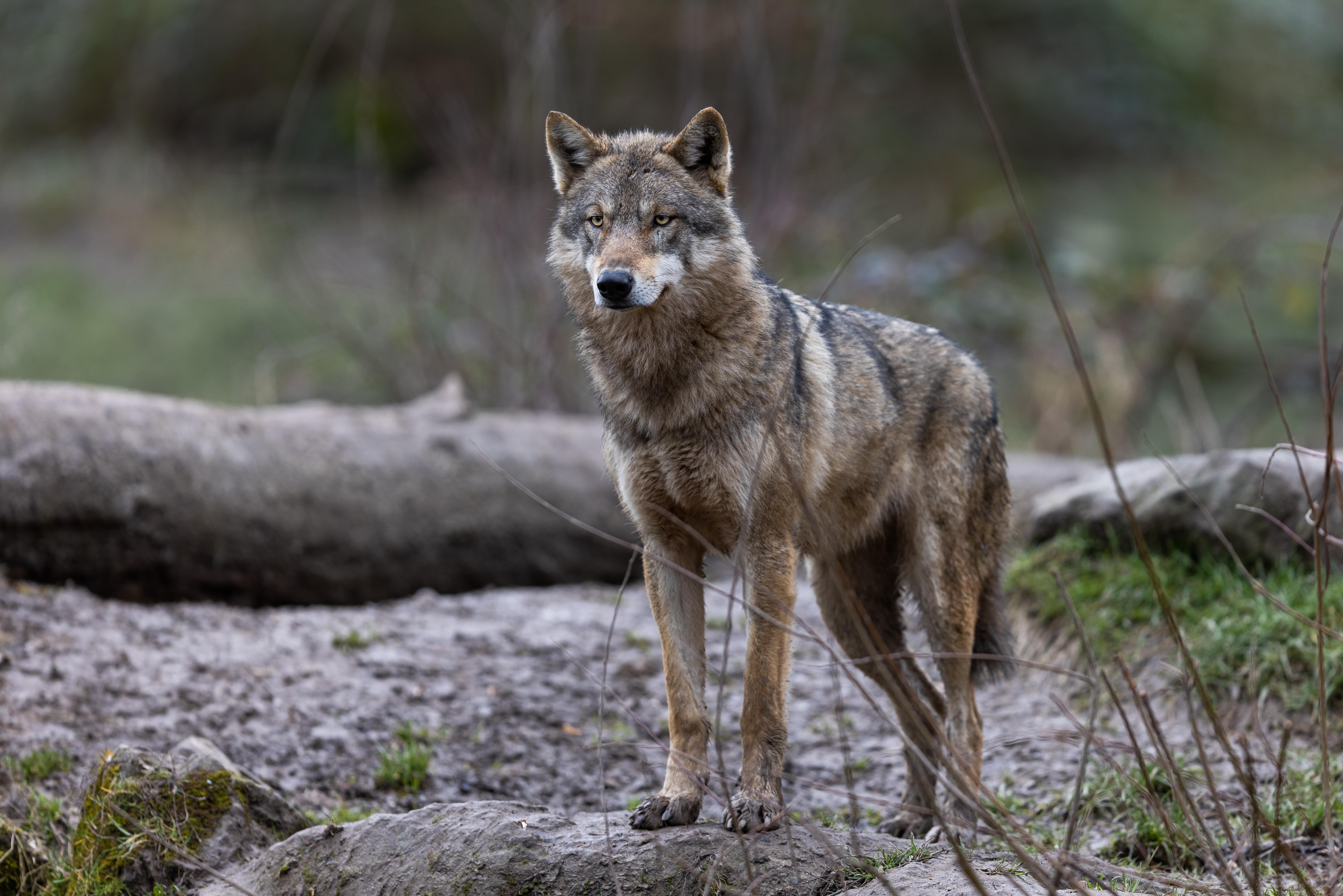 Stock photo of a gray wolf