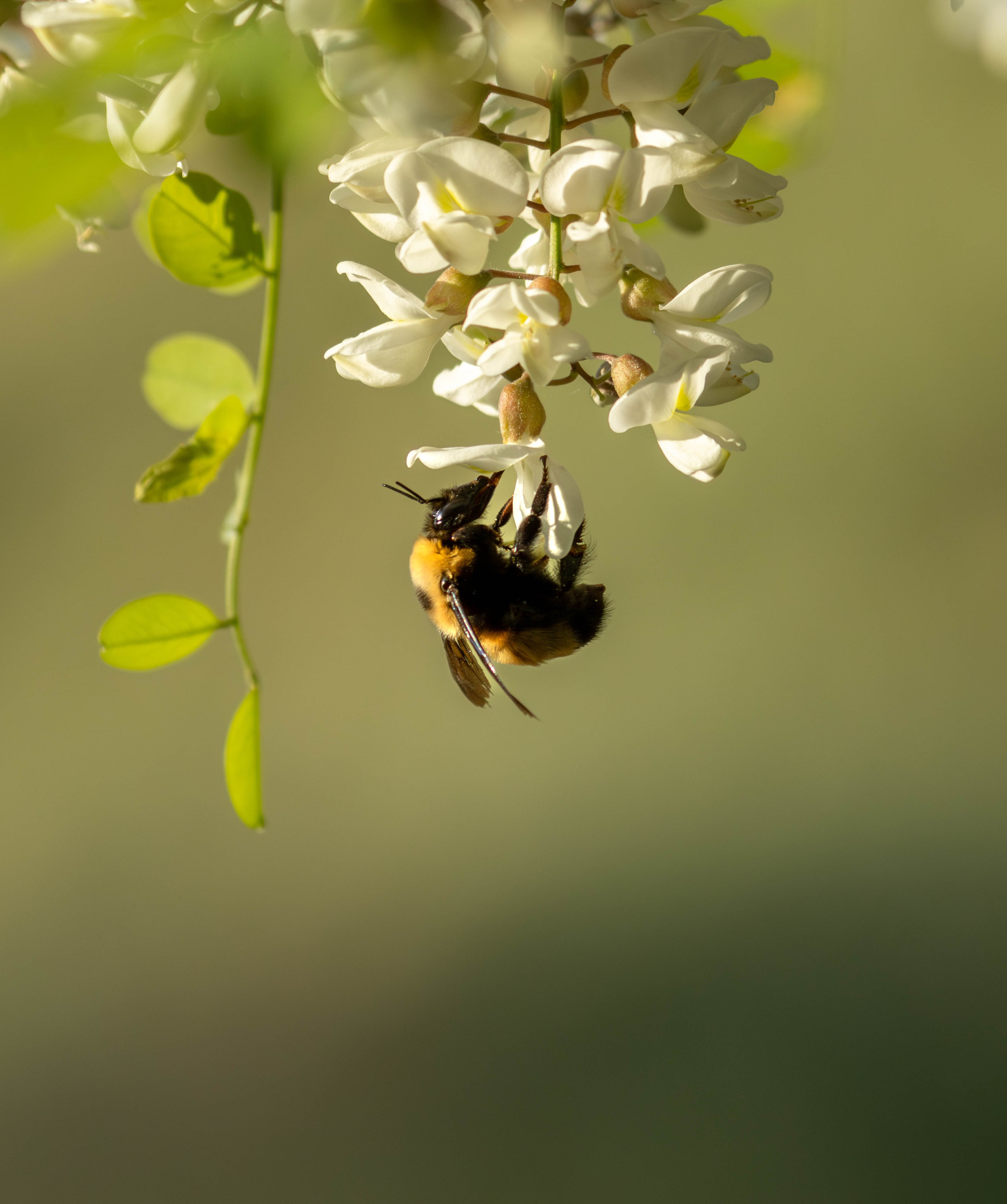 A black and yellow bee hangs from a cluster of white flowers on a green plant